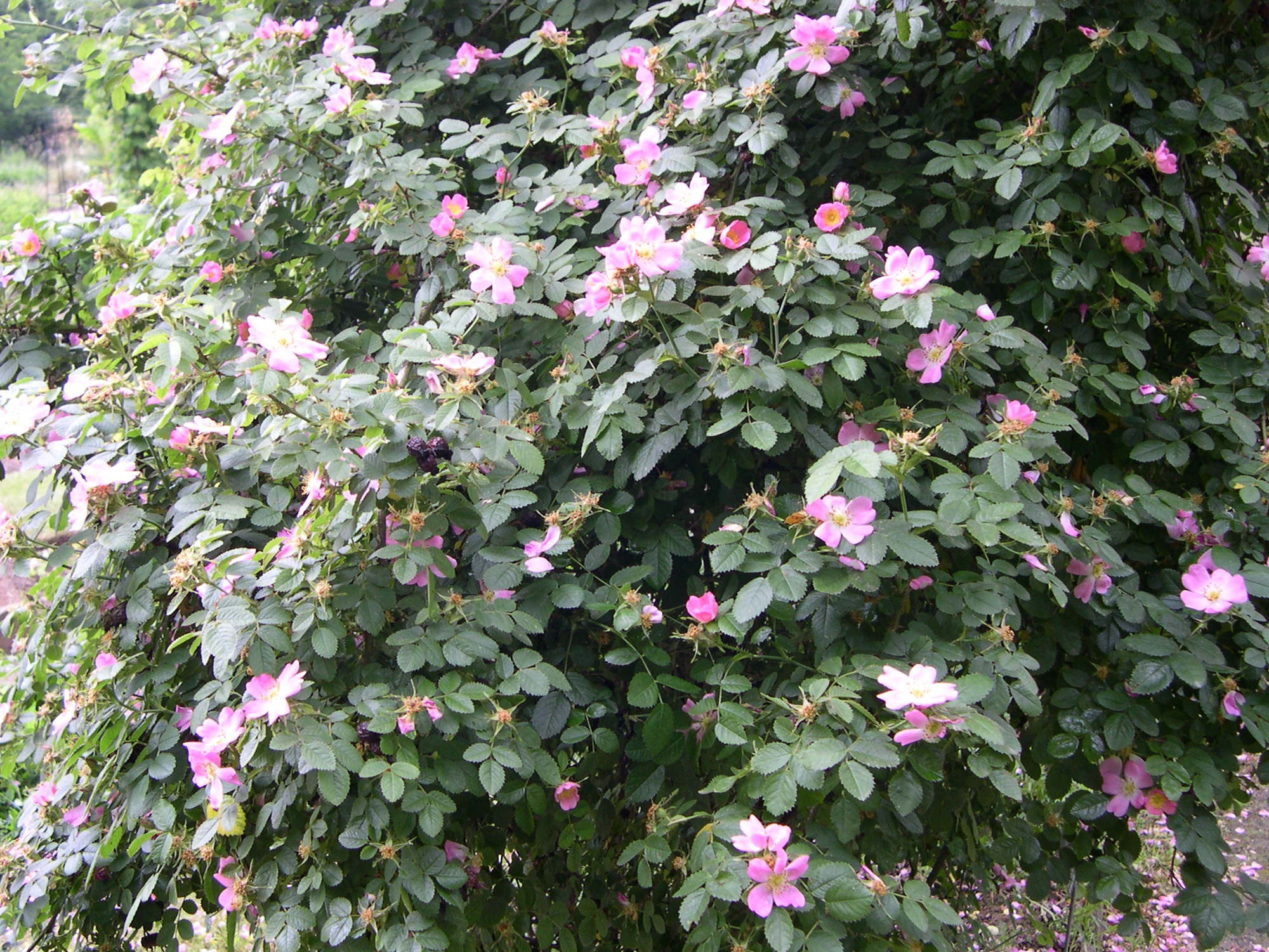 rosa_rubiginosa1md