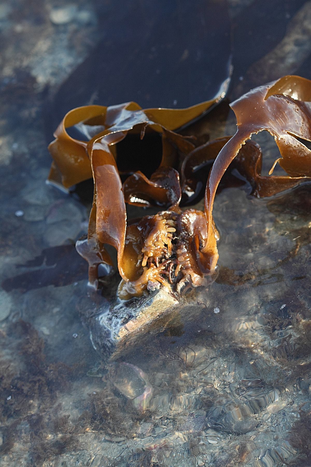 Afficher le média saccorhiza_polyschides4bd saccorhiza_polyschides4bd