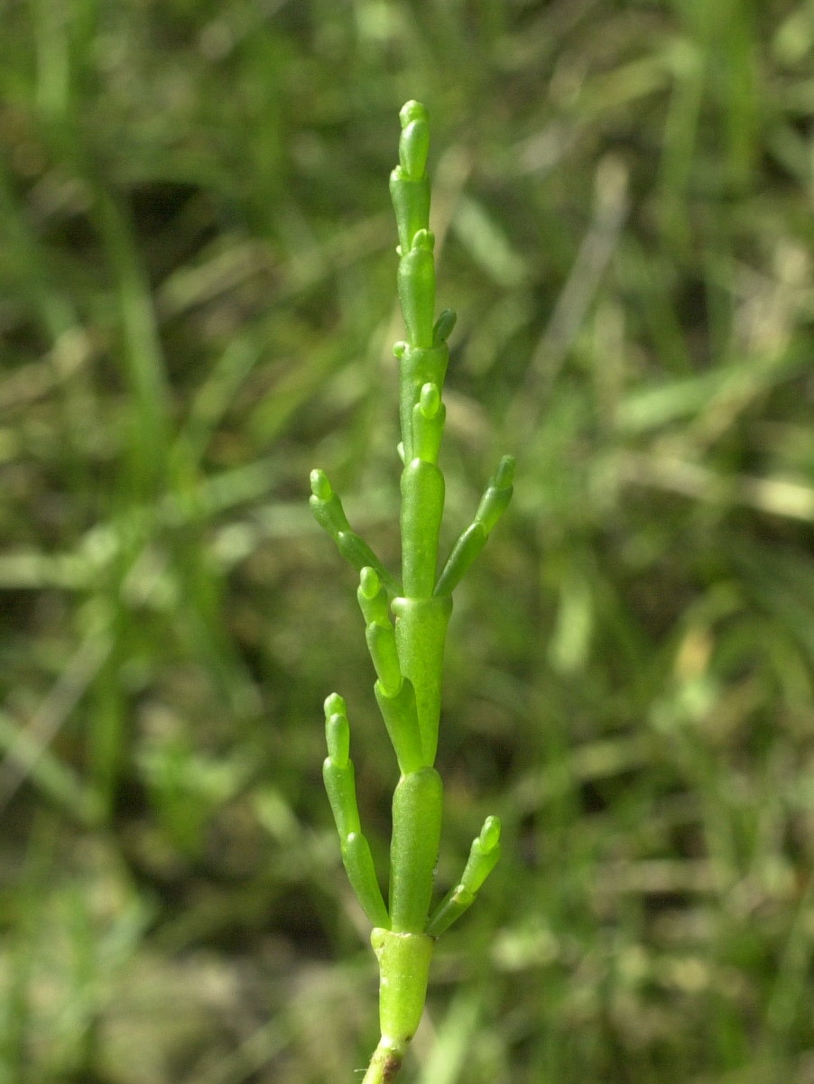 Afficher le média Salicornia_europaea Salicornia_europaea