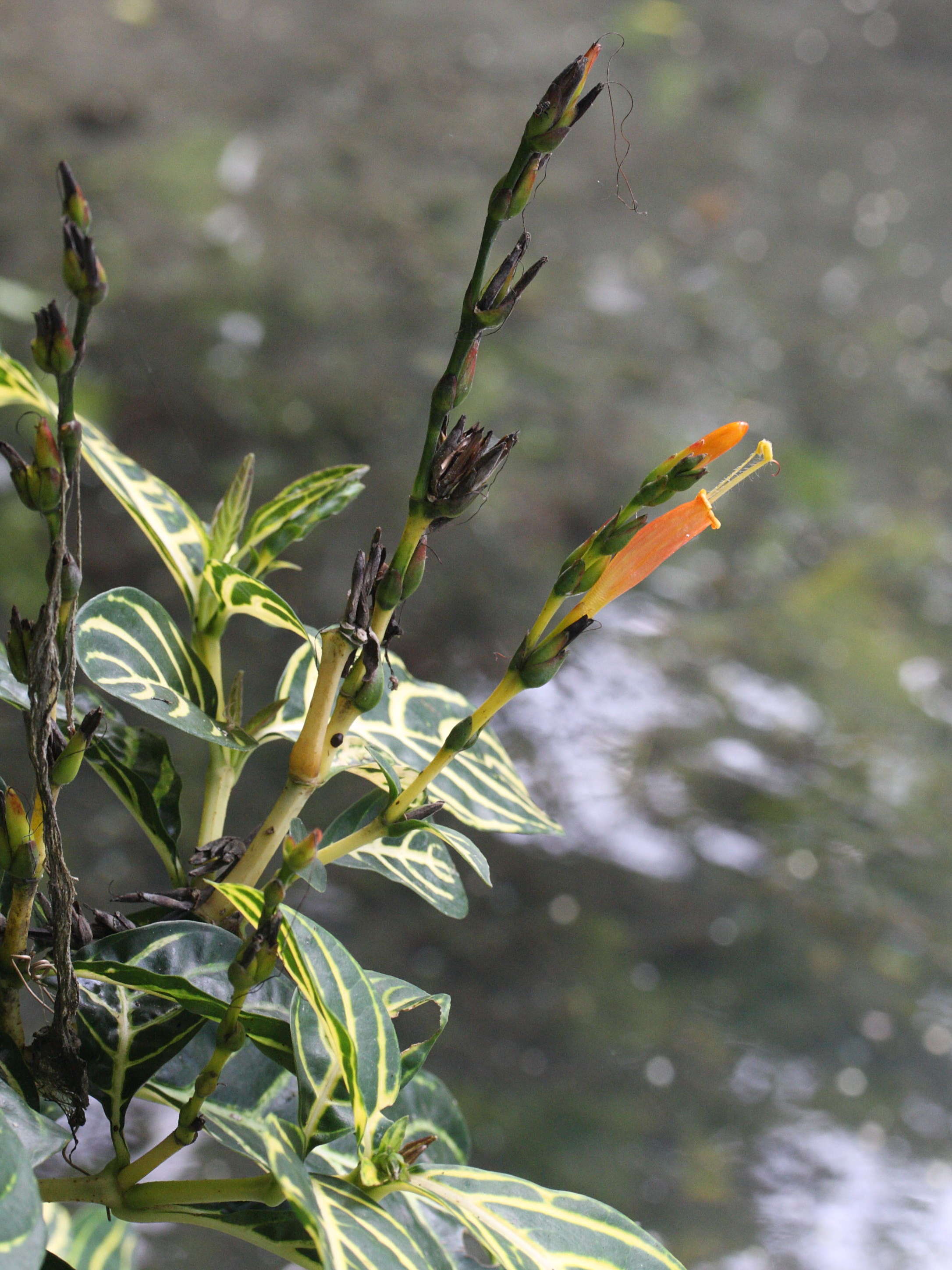 sanchezia_speciosa2md