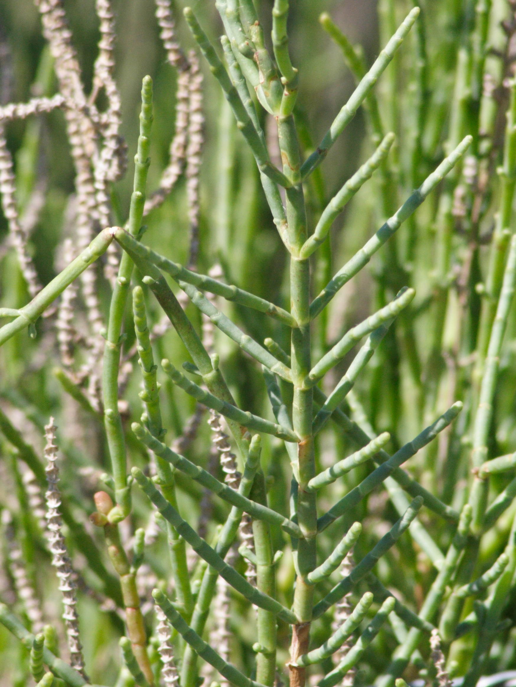 Afficher le média sarcocornia_fruticosa7md sarcocornia_fruticosa7md