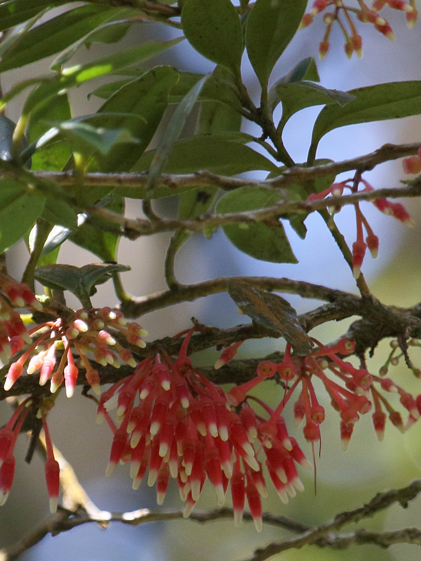 satyria_warszewiczii1bd