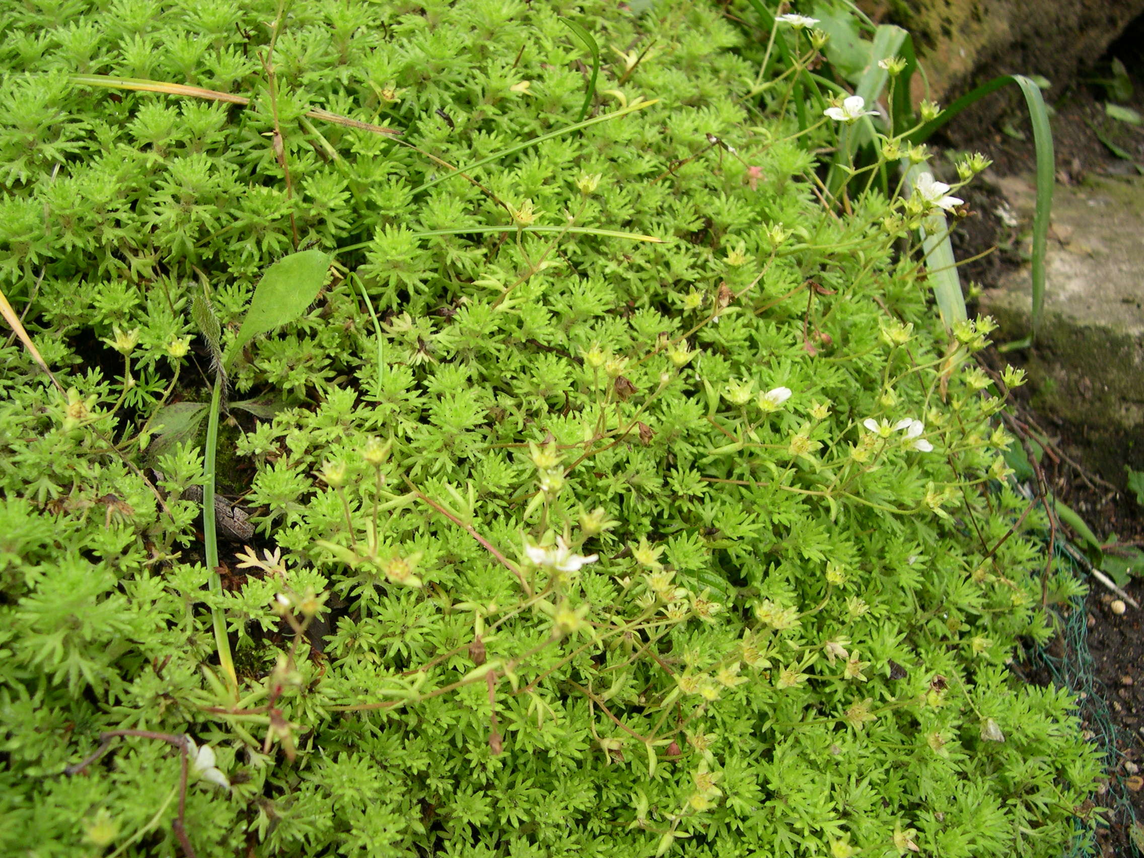 Saxifraga_rosacea