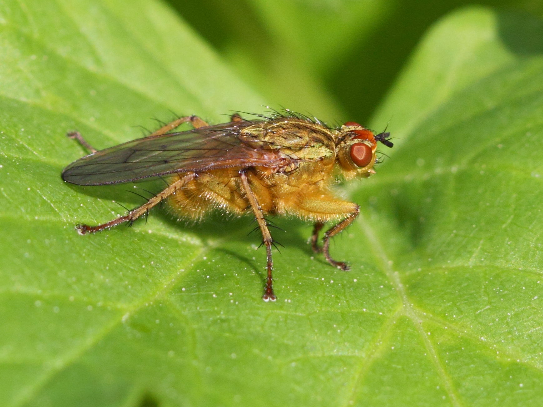 scatophaga_stercoraria5bd