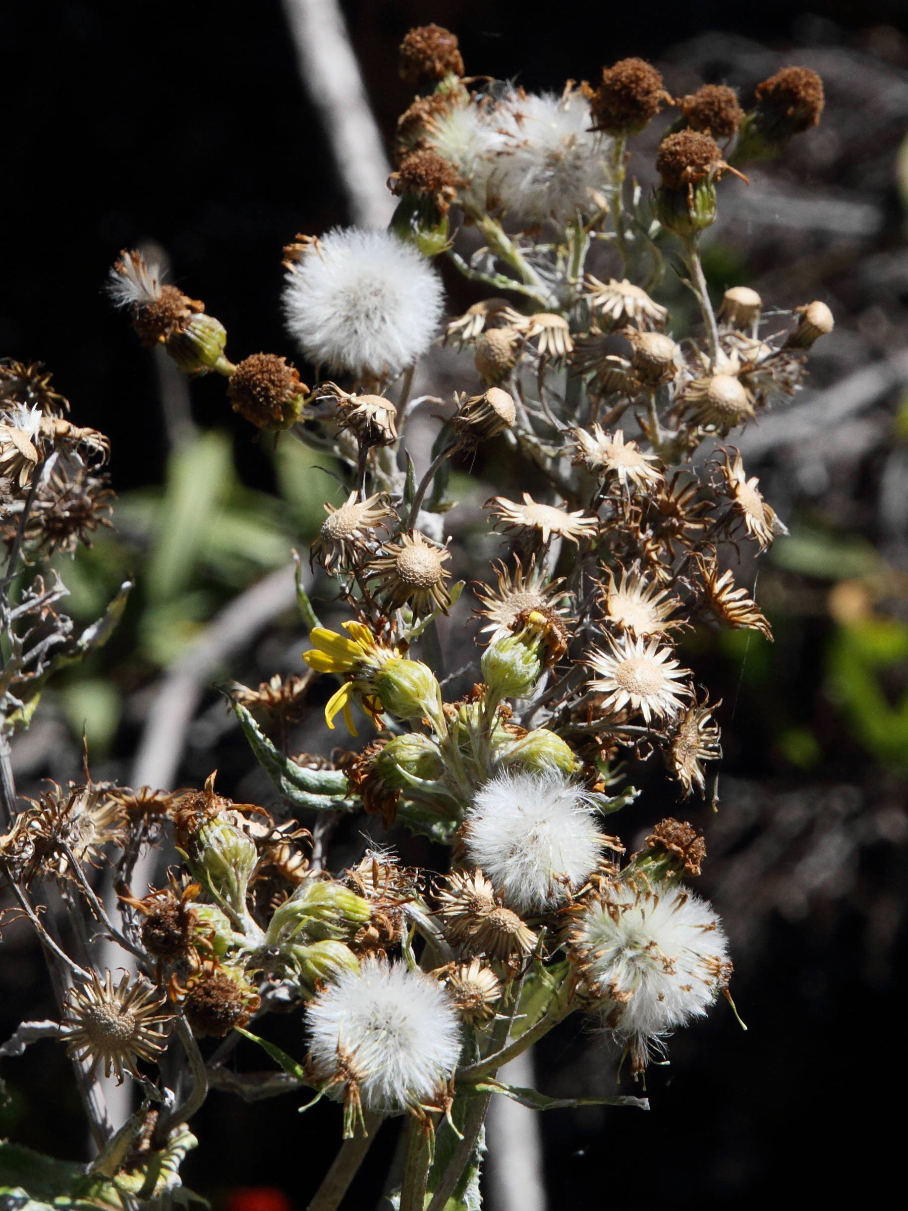 senecio_oerstedianus2md