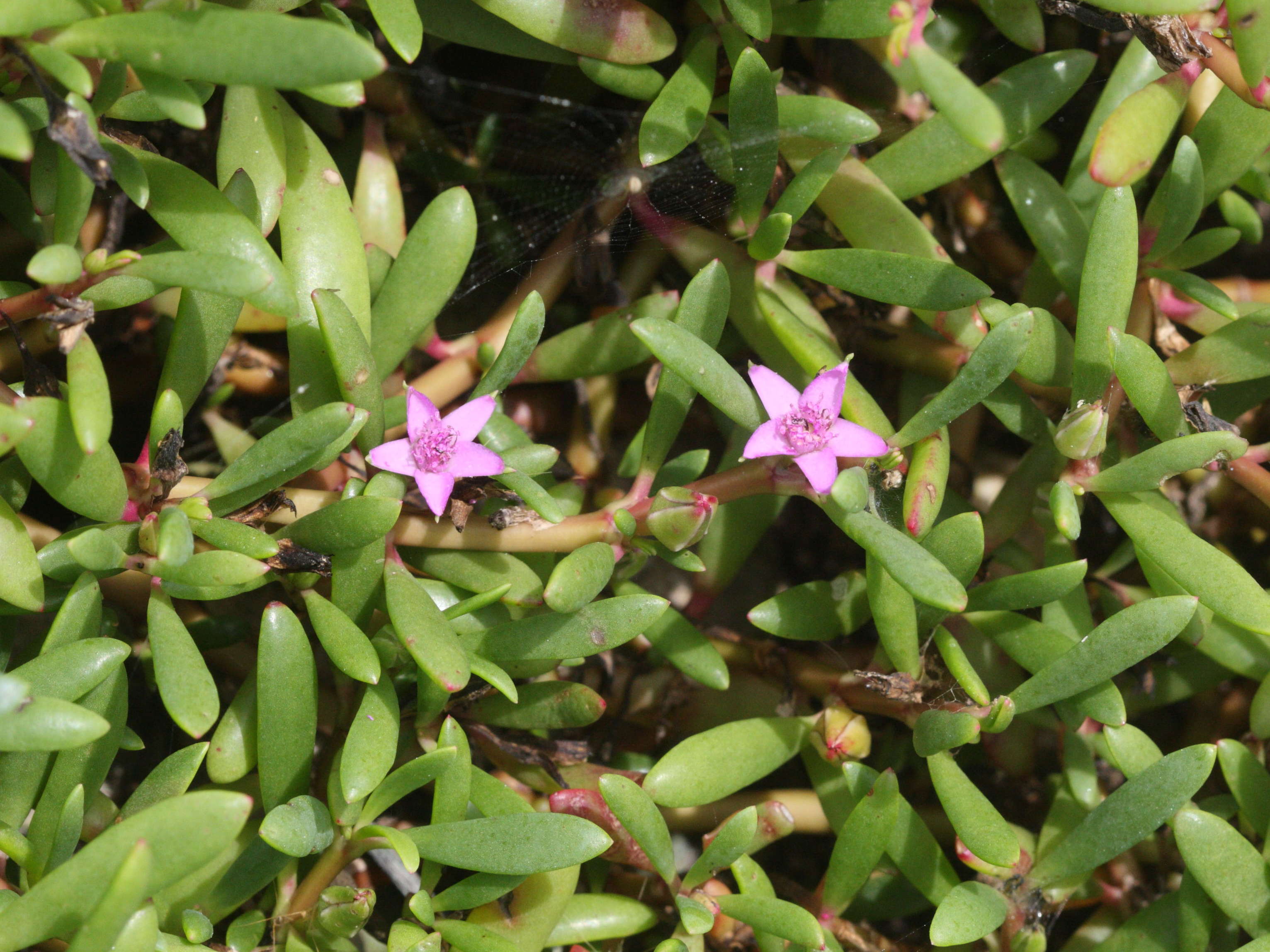 sesuvium_portulacastrum5md