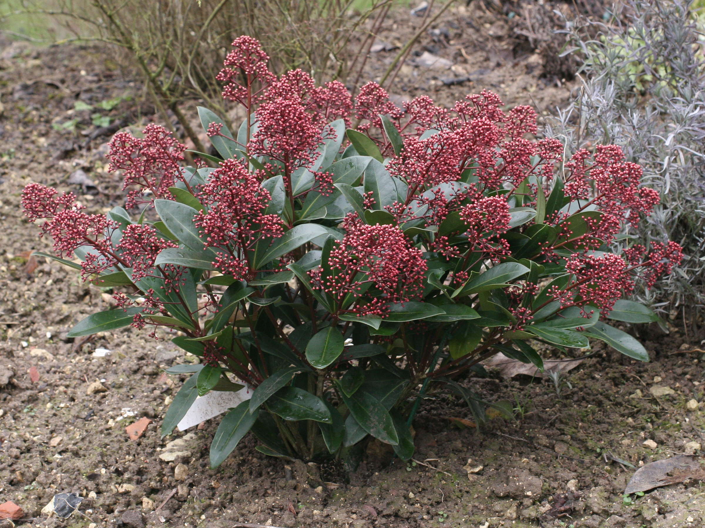 skimmia_japonica1md