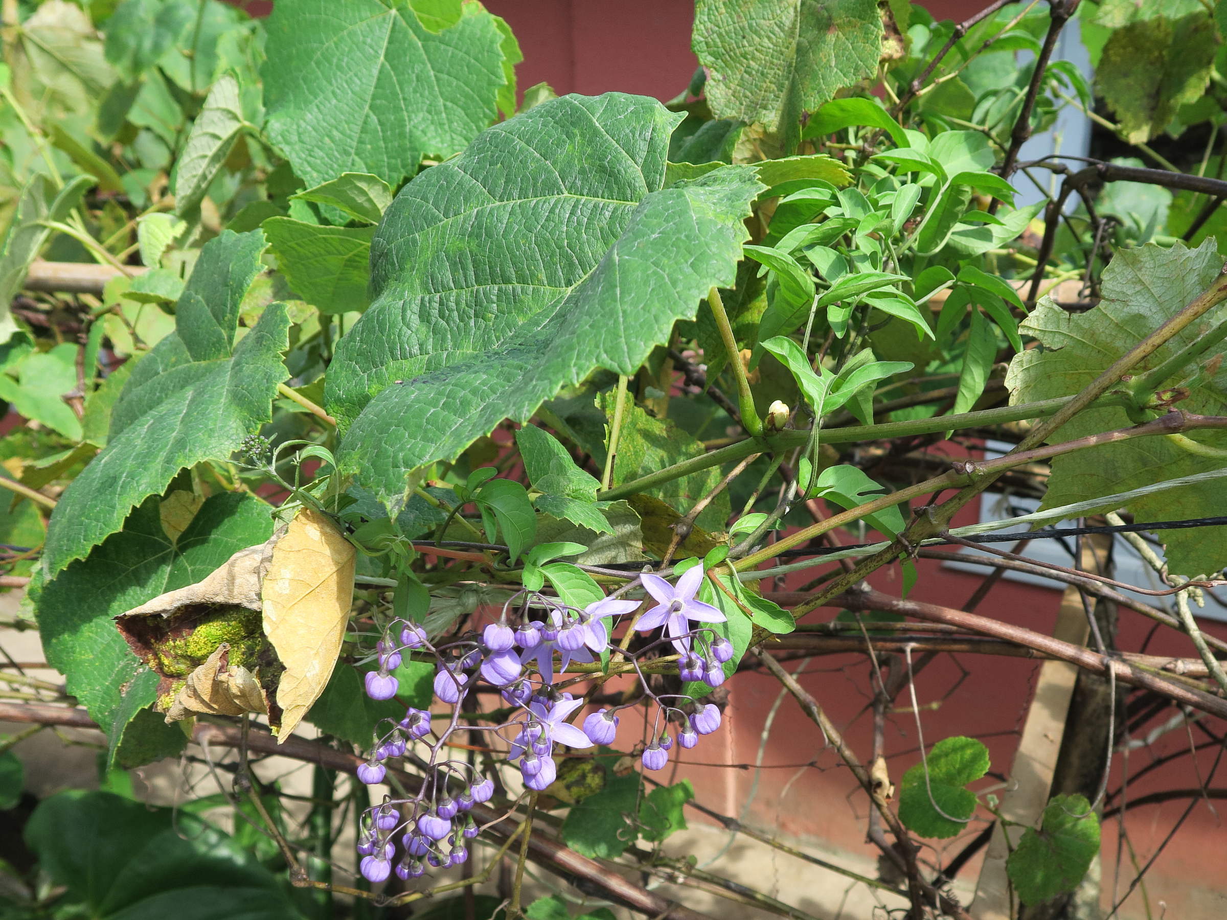 solanum_seaforthianum4md