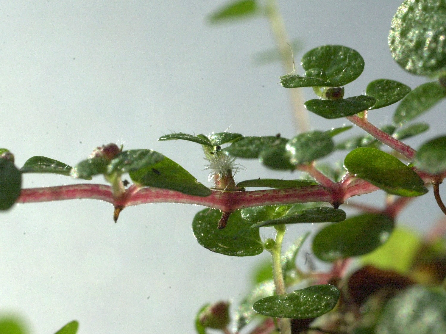 soleirolia_soleirolii4md