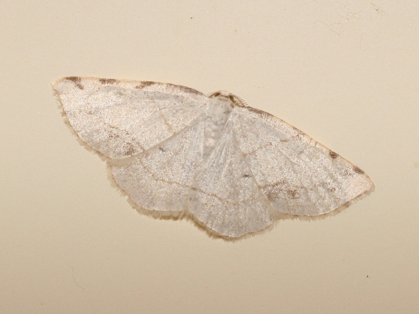 stegania_trimaculata1md