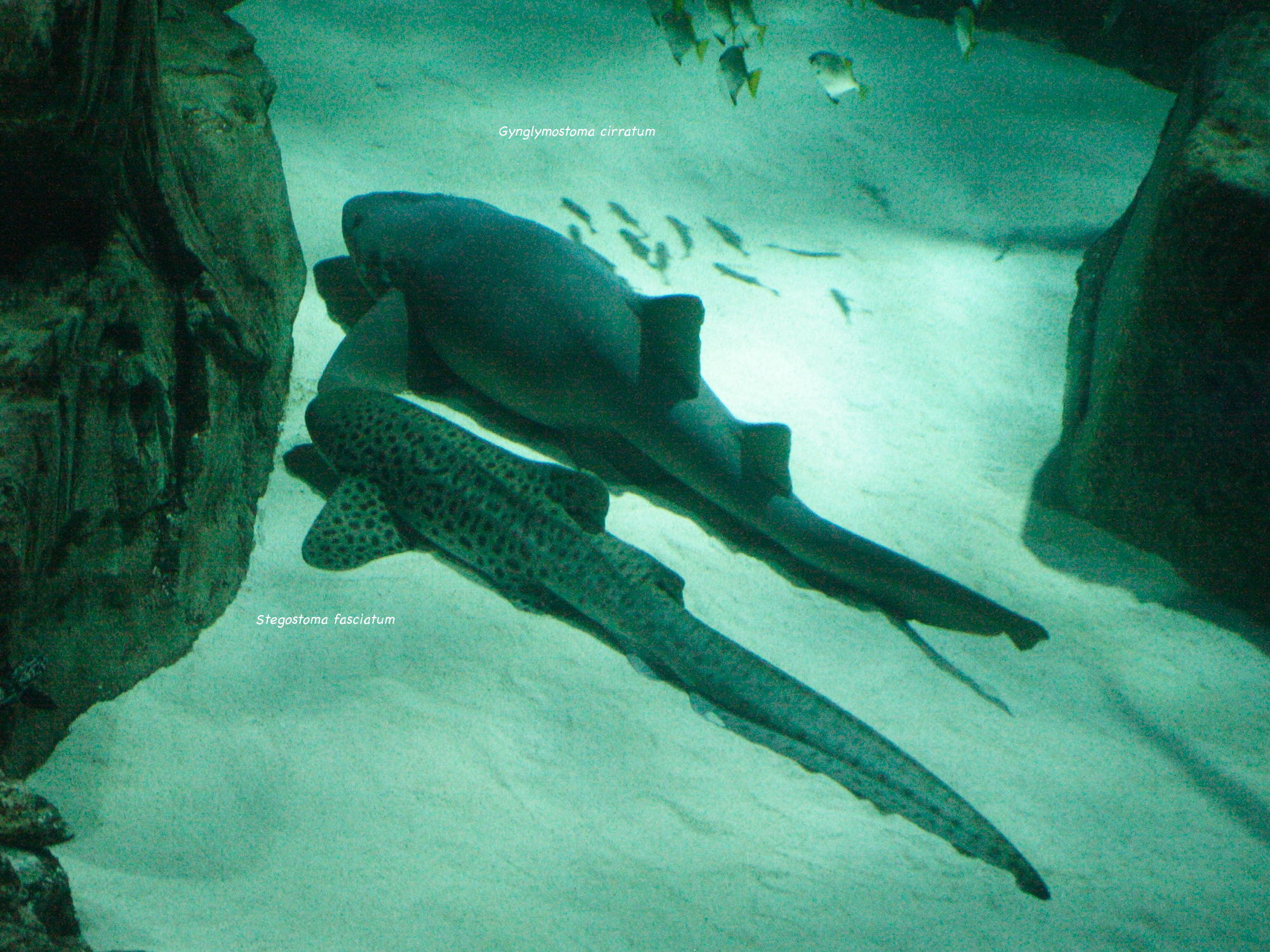 Afficher le média stegostoma_fasciatum3md stegostoma_fasciatum3md