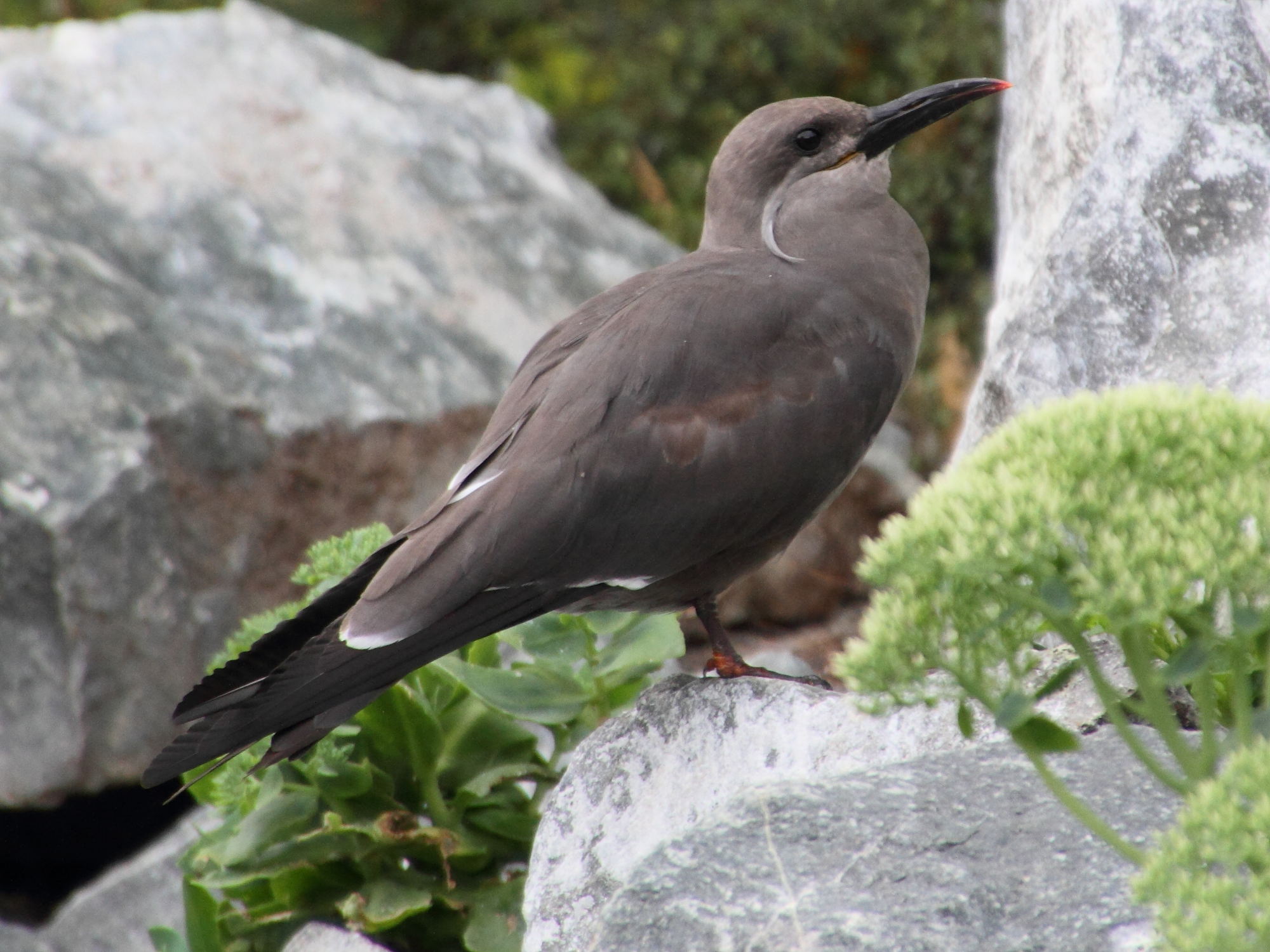 sterne_inca_-_larosterna_inca2md