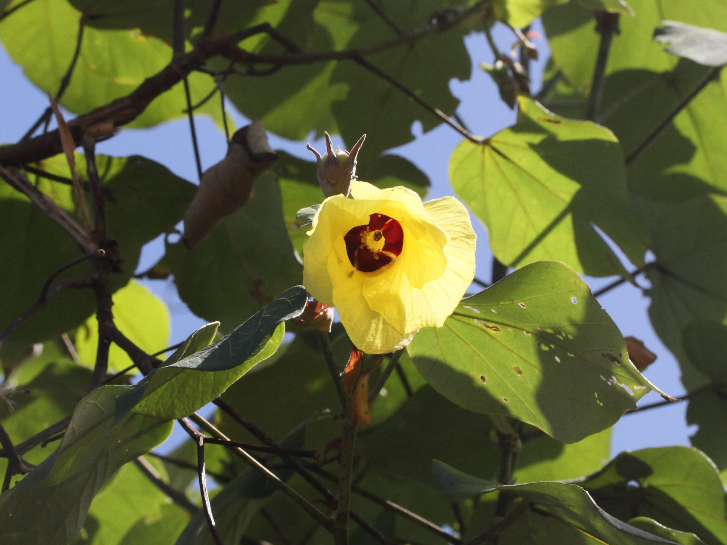 Afficher le média talipariti_tiliaceum3md talipariti_tiliaceum3md