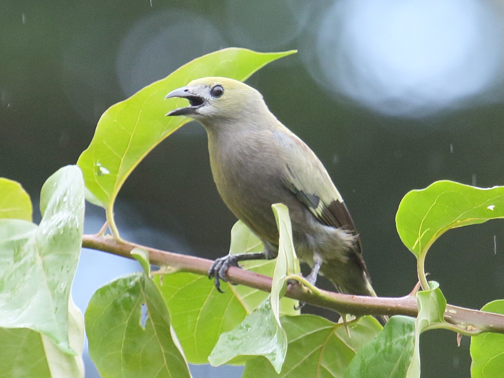 tangara_des_palmiers_-_thraupis_palmarum3bd