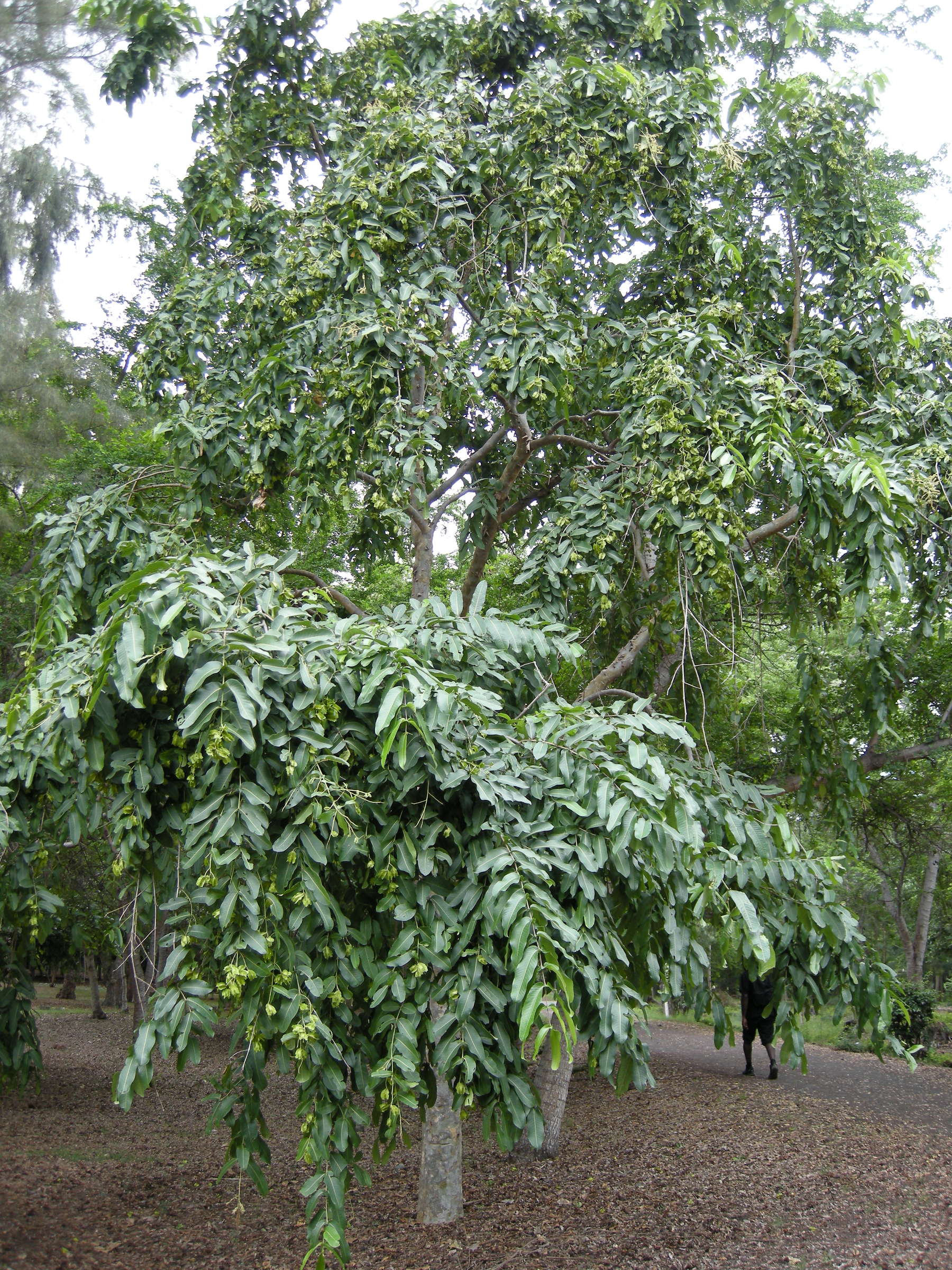 terminalia_arjuna4md
