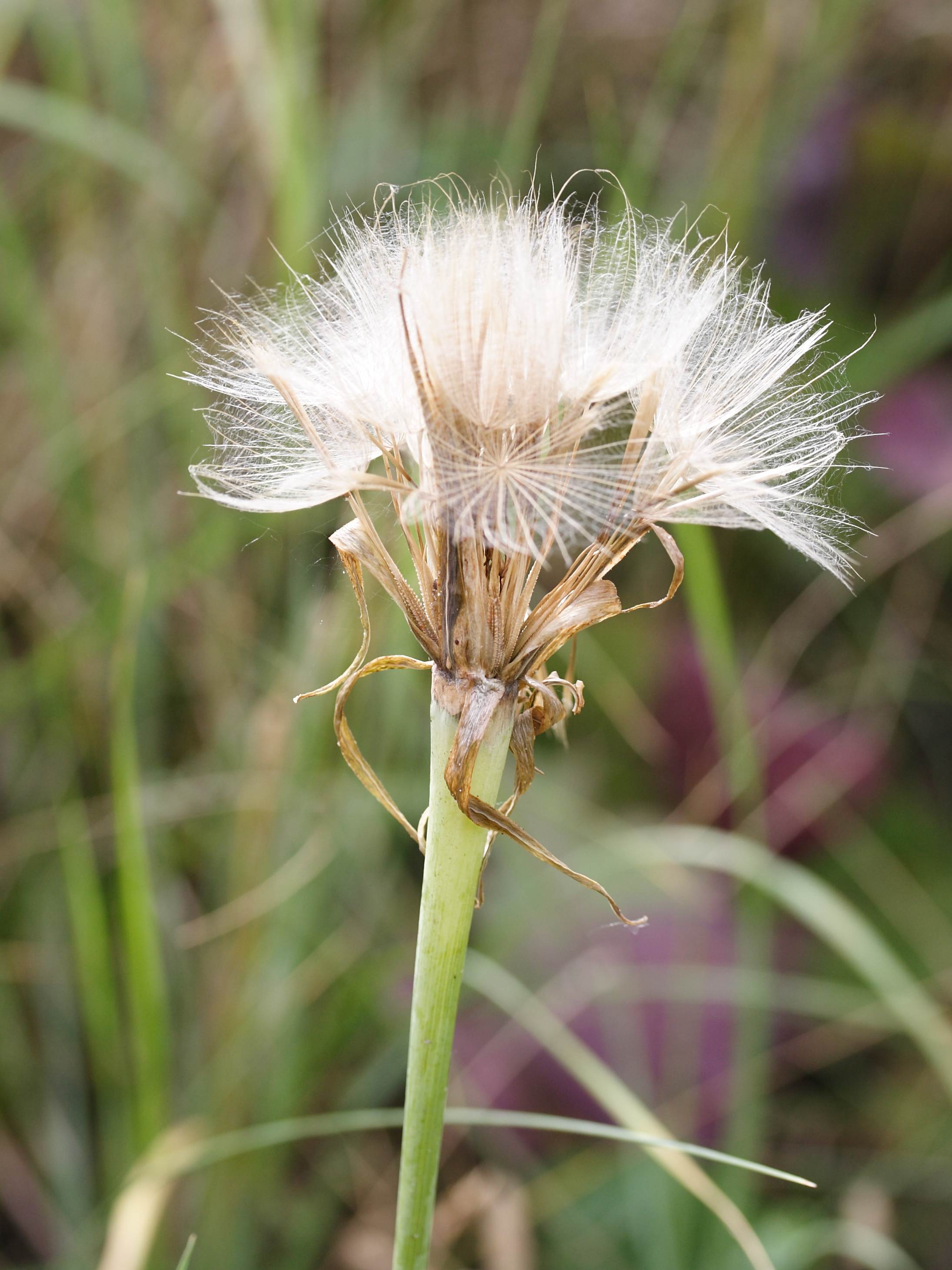 Afficher le média tragopogon_dubius4md tragopogon_dubius4md