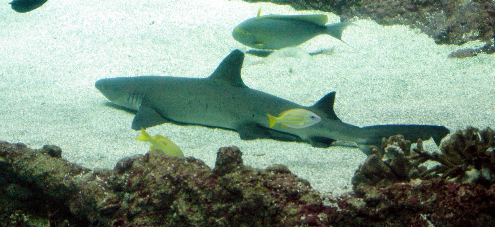 Afficher le média trianodon_obesus1md trianodon_obesus1md