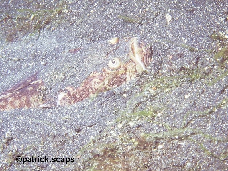 uranoscopus_sulphureus2ps