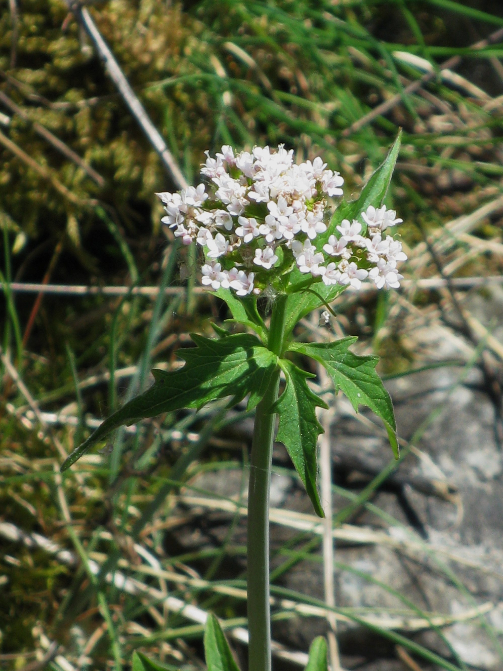 Afficher le média valeriana_tripteris4mv valeriana_tripteris4mv