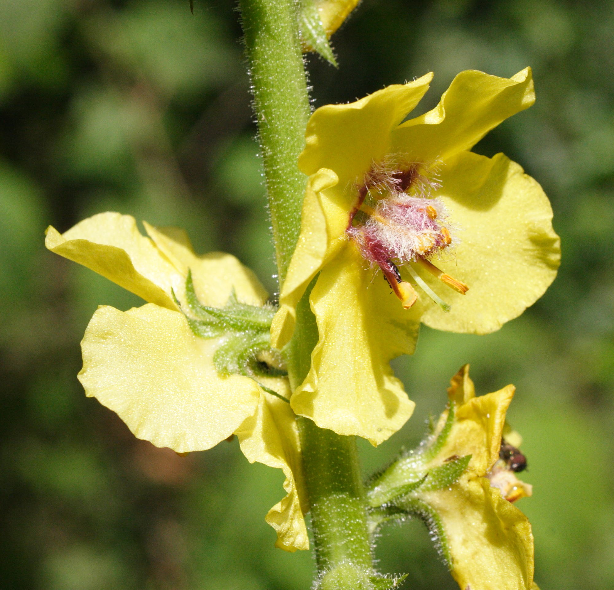 verbascum_virgatum3amd