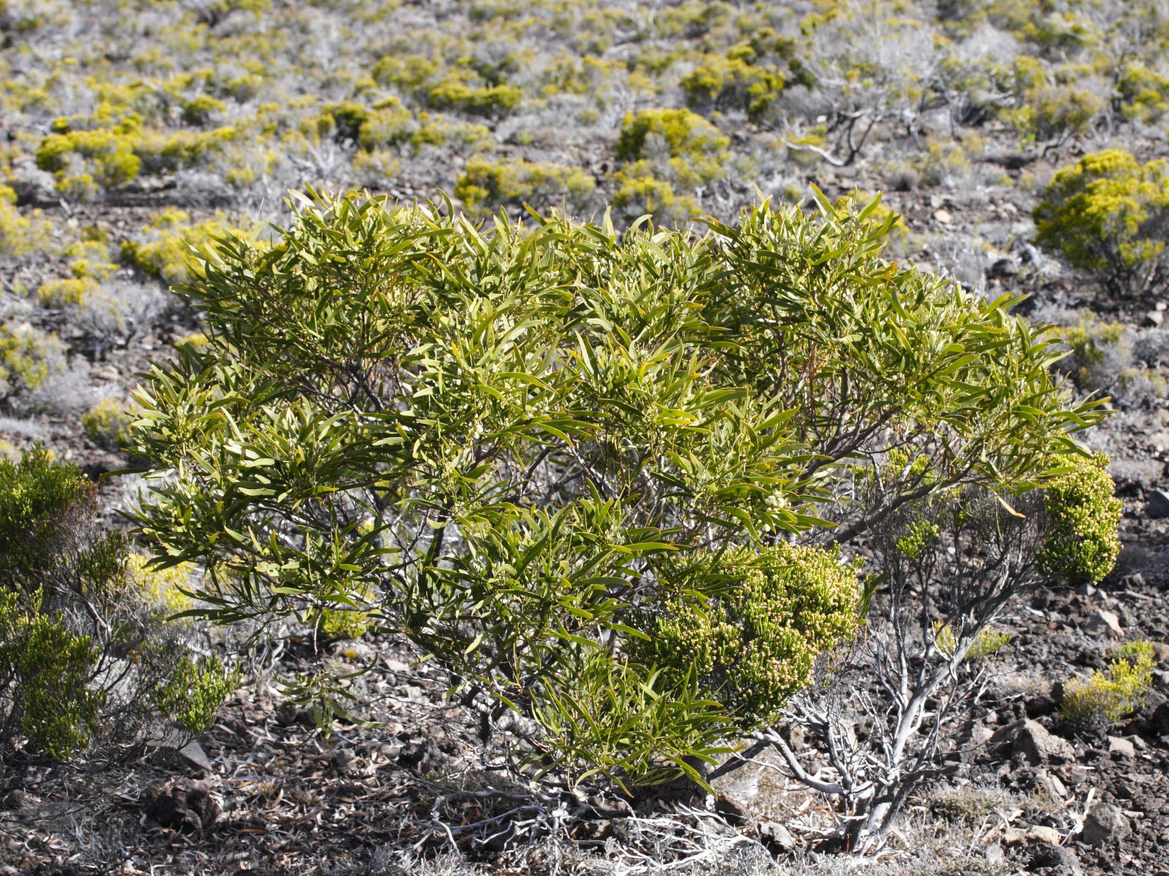 Sysbio, Base de données de systématique Acacia heterophylla (Tamarin