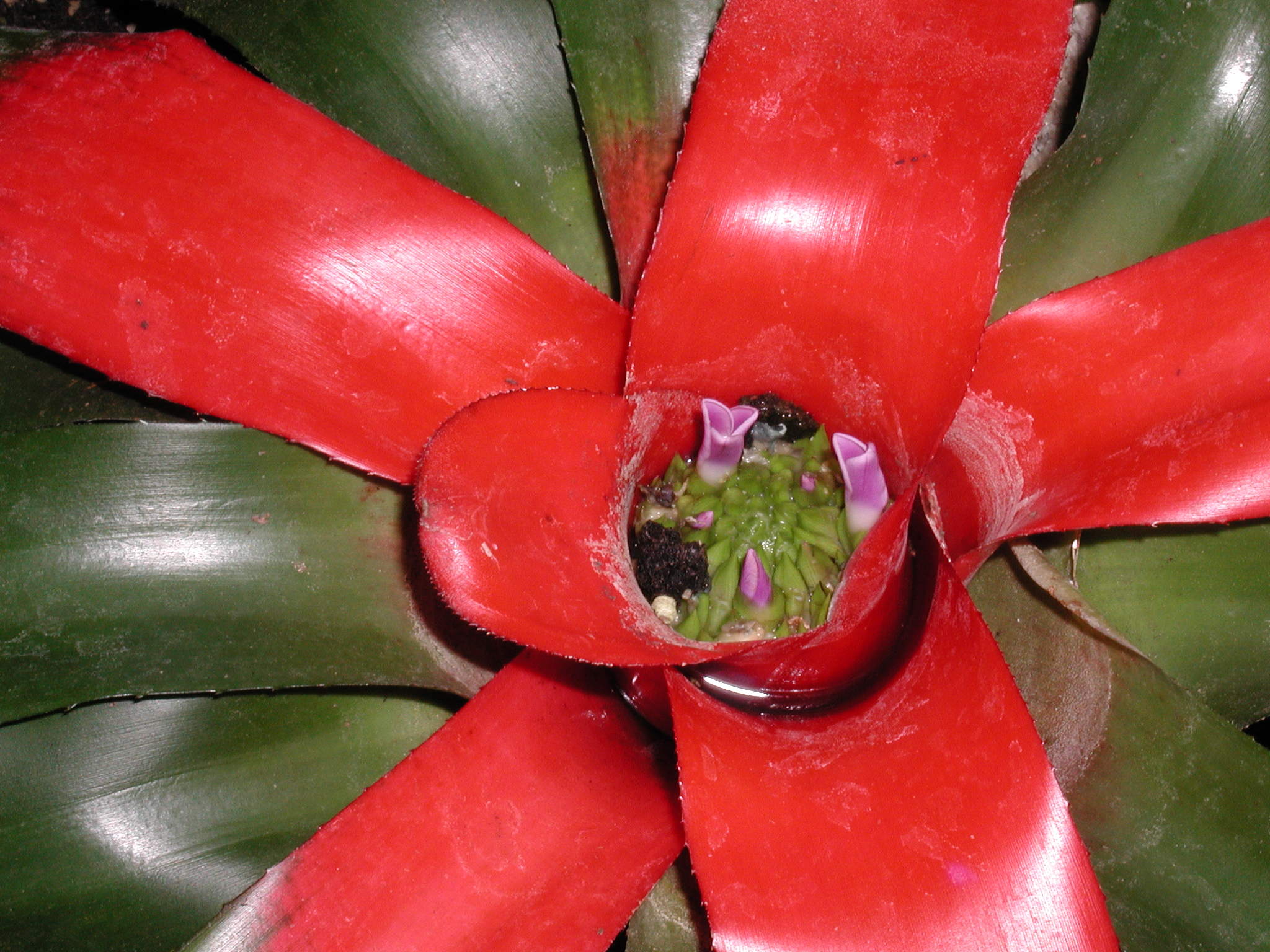 aechmea_fulgens2md