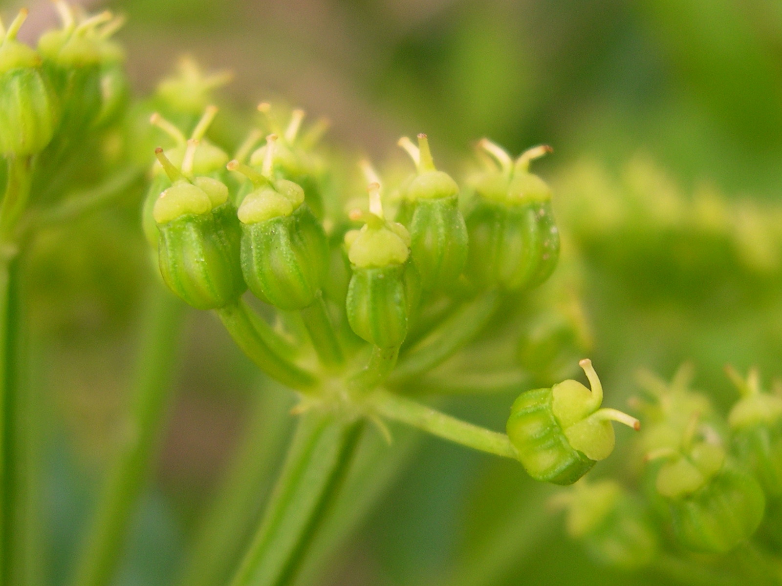 Afficher le média angelica_archangelica3bmd angelica_archangelica3bmd