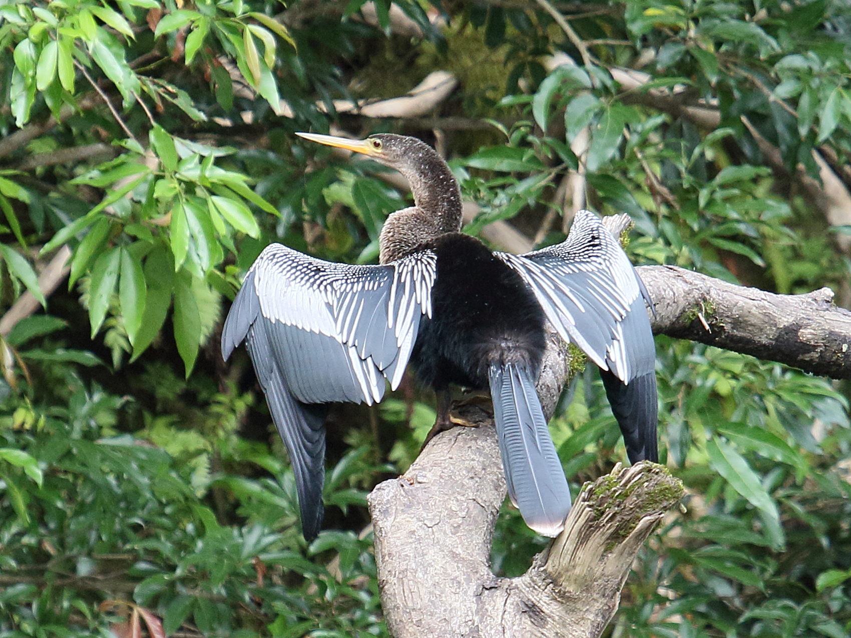 anhinga_d-amerique_-_anhinga_anhinga2bd