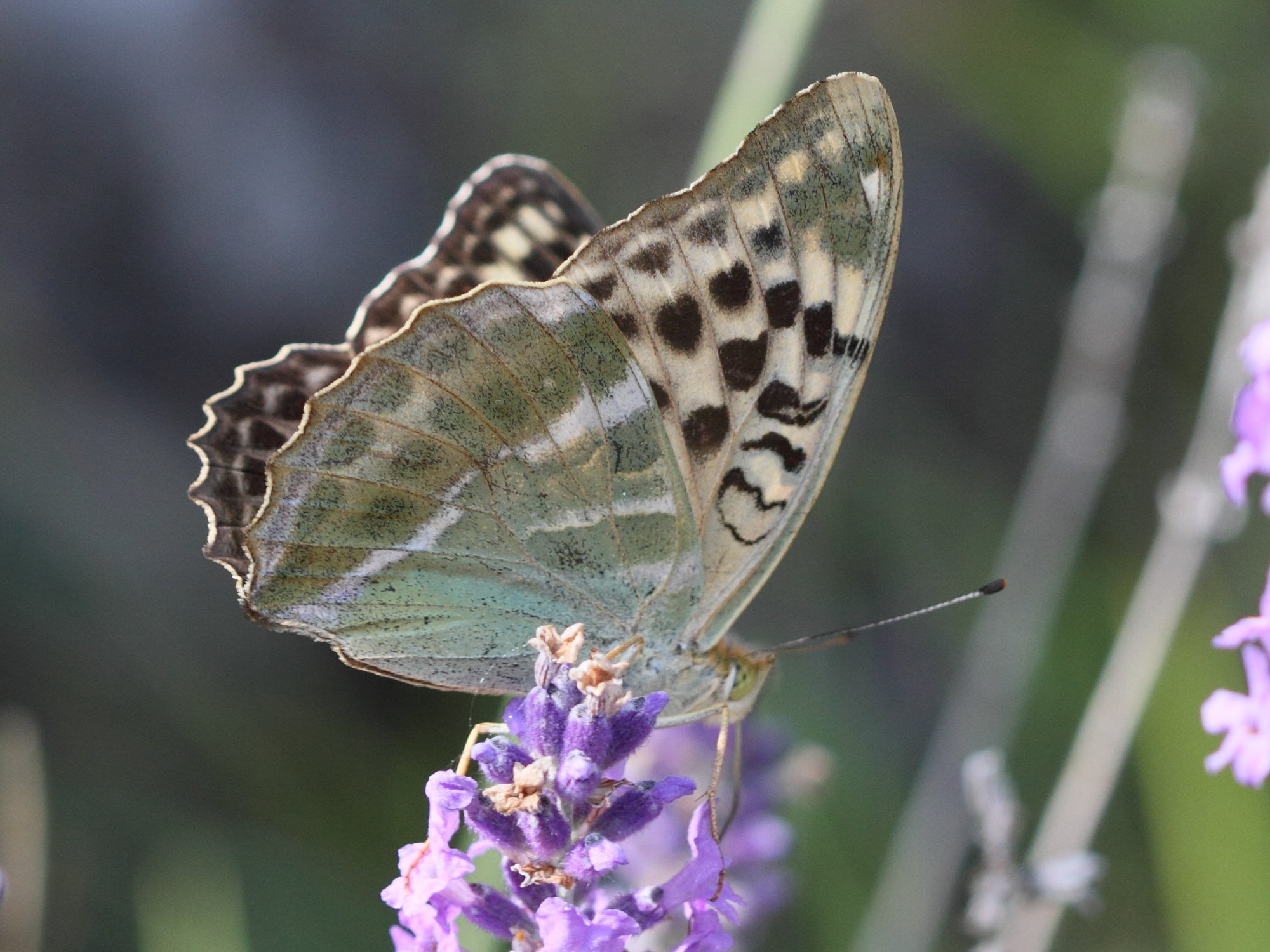 argynnis_paphia7bd