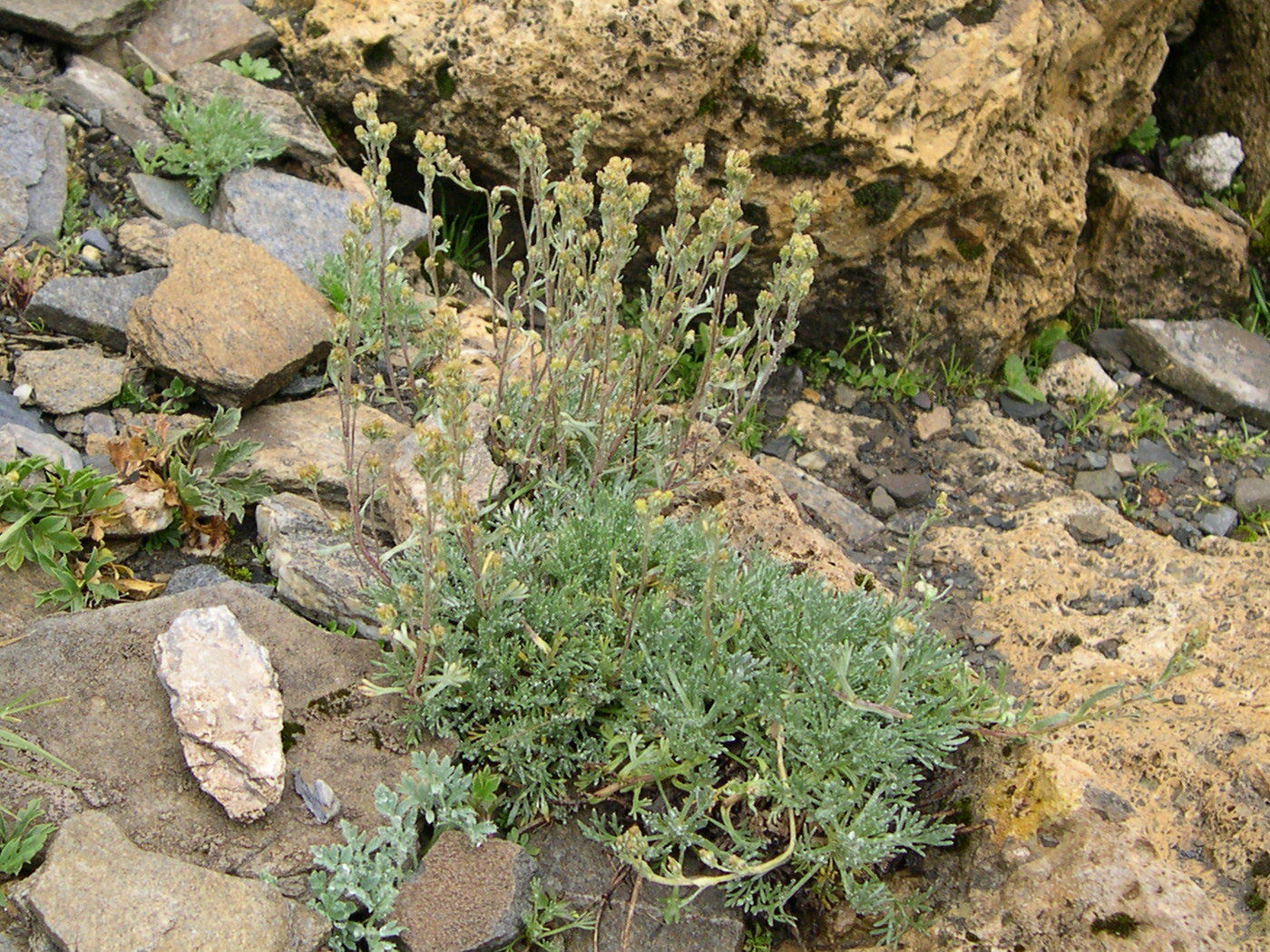 Afficher le média artemisia_umbelliformis1md artemisia_umbelliformis1md