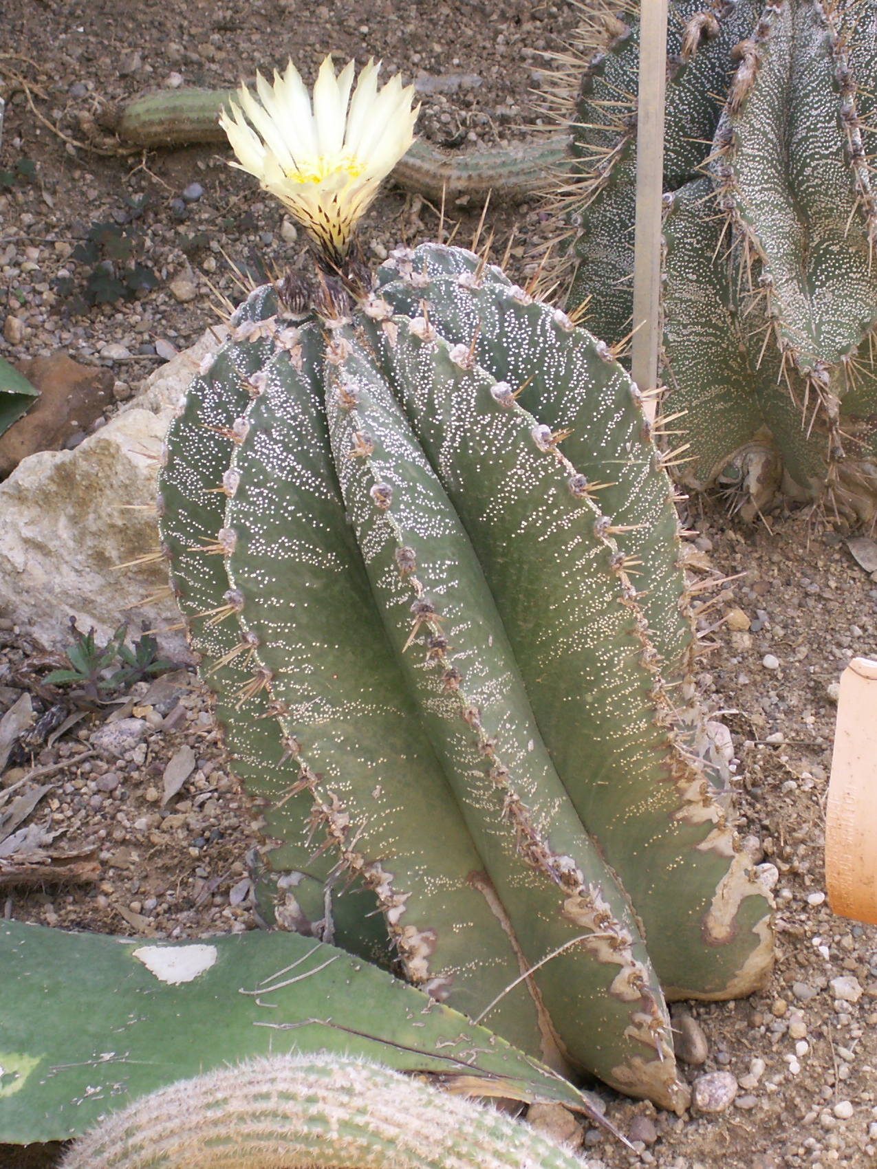 Afficher le média astrophytum_ornatum1bd astrophytum_ornatum1bd