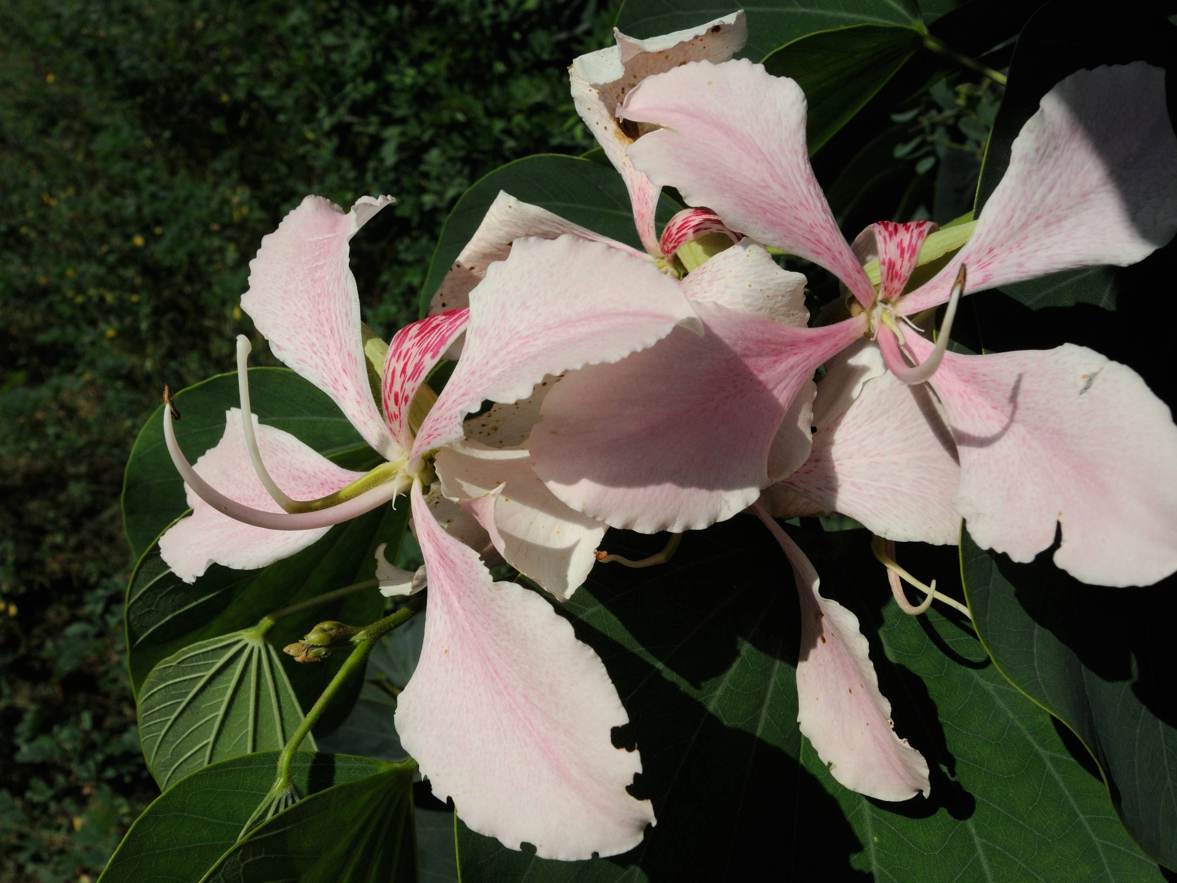 bauhinia_monandra6md