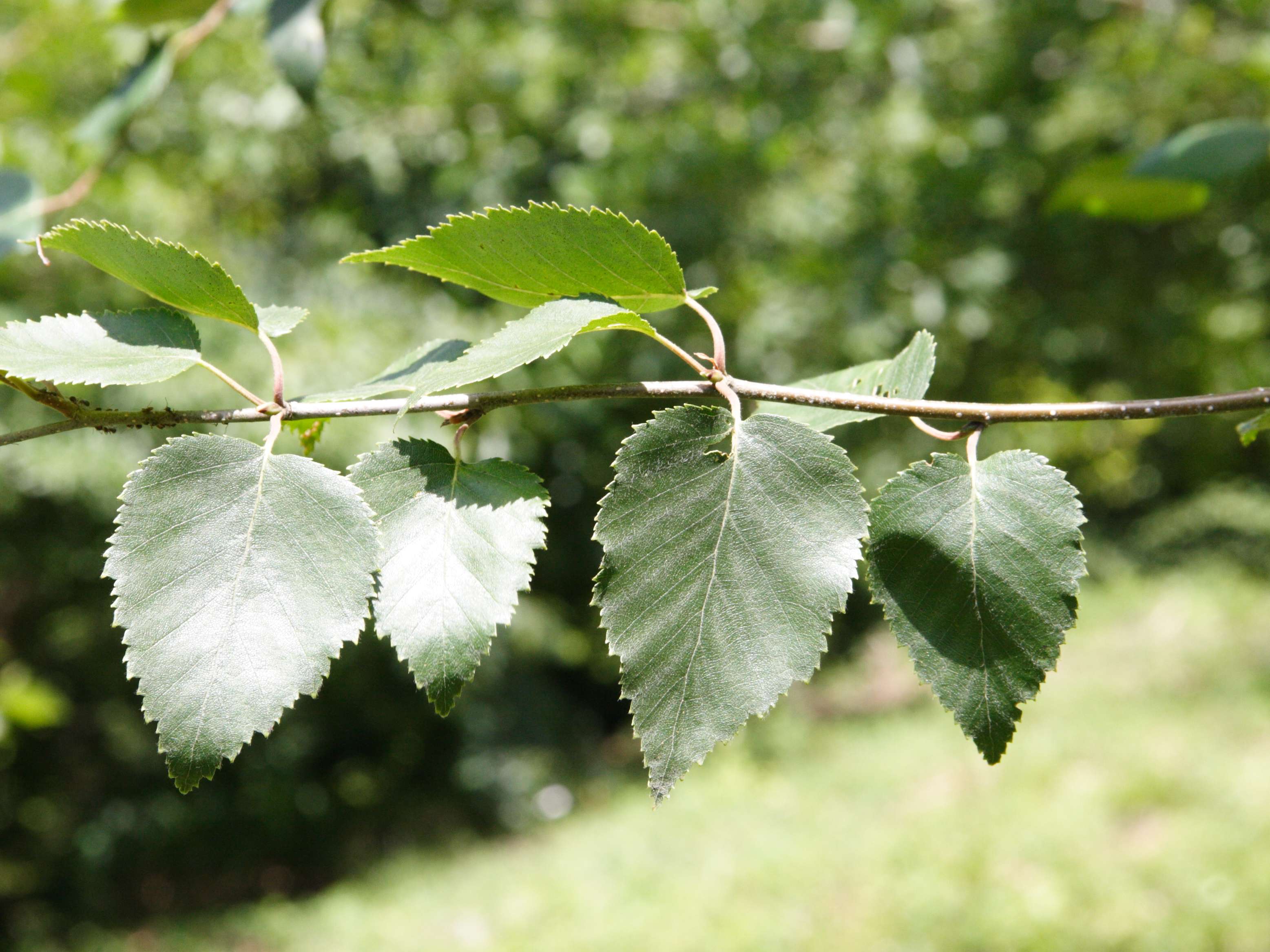 betula_utilis1md