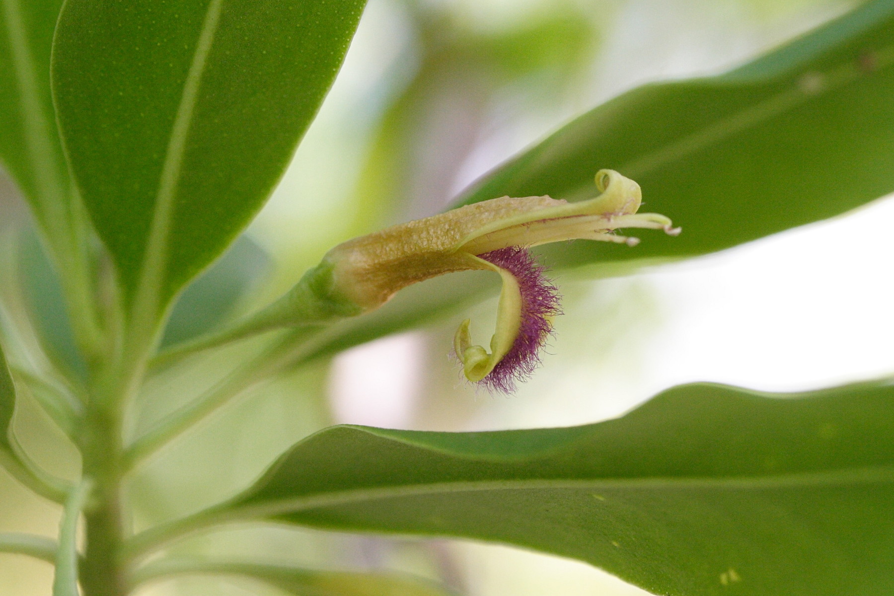 bontia_daphnoides3md