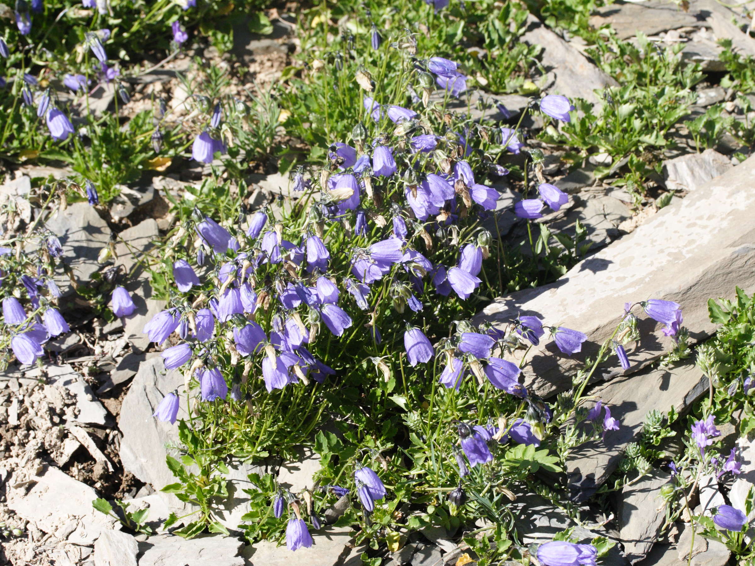 Campanula_cochleariifolia
