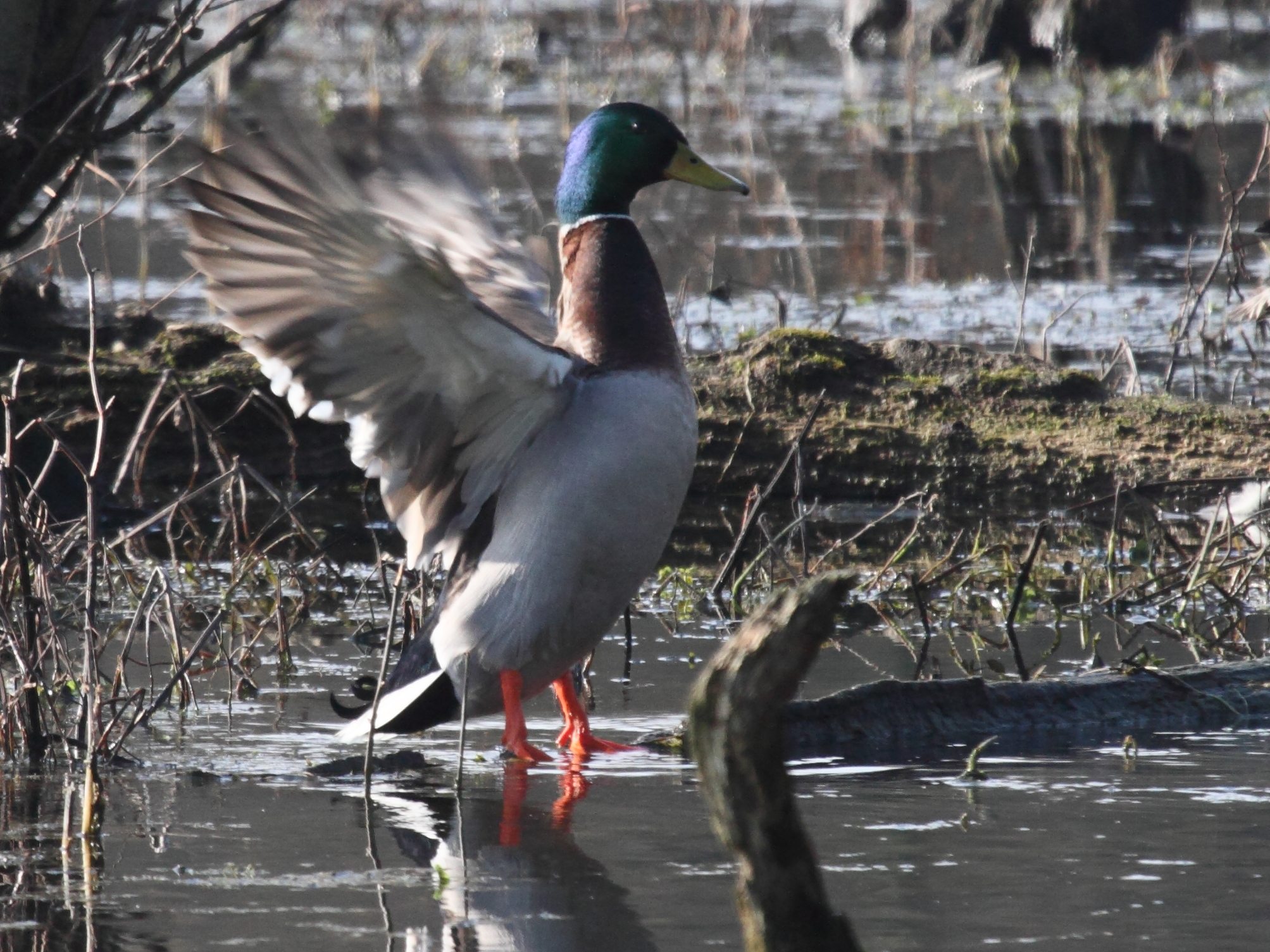 canard_colvert_-_anas_platyrhynchos3bd