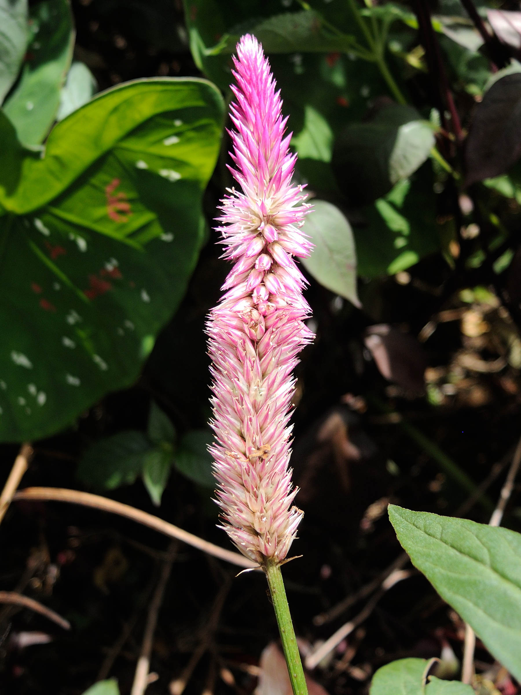 Celosia_argentea