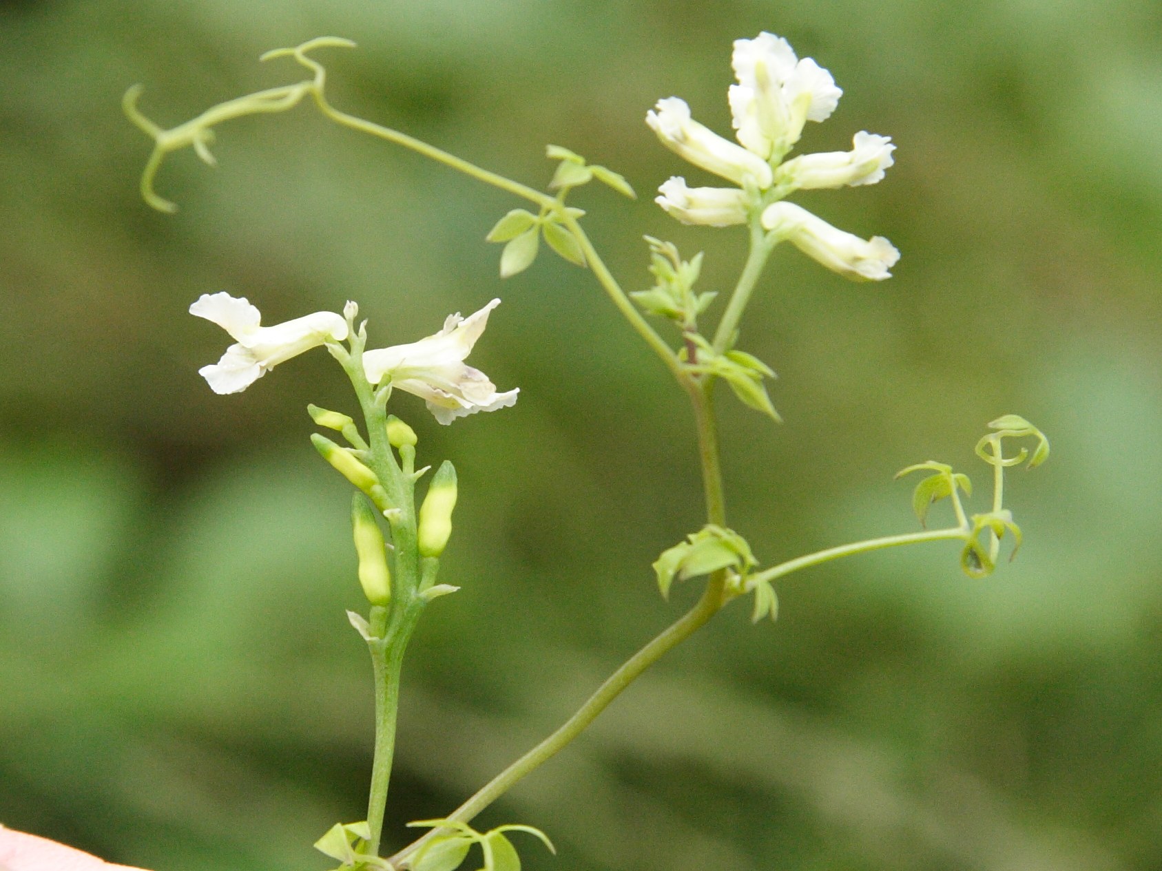 Afficher le média Ceratocapnos_claviculata Ceratocapnos_claviculata