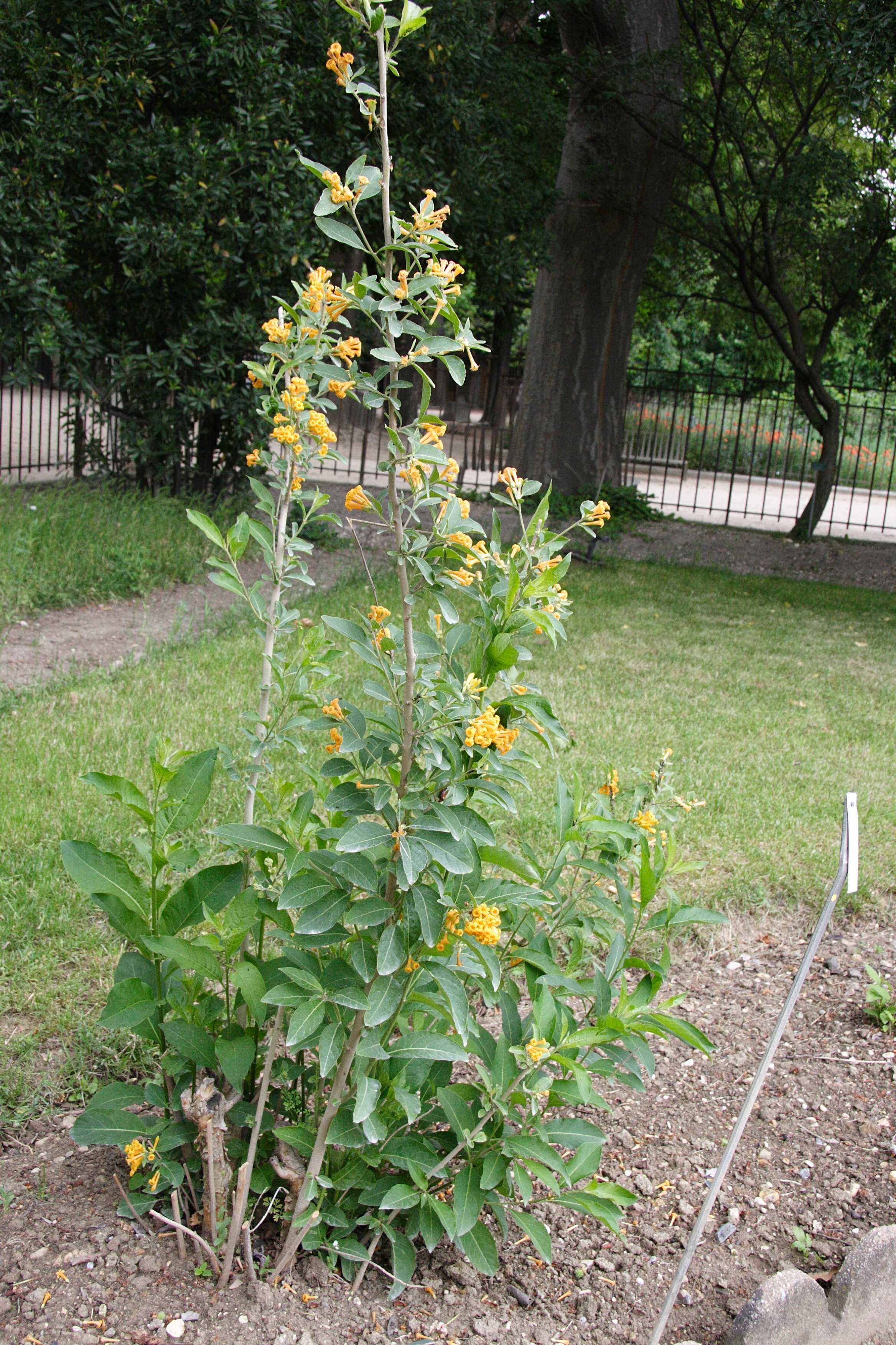 cestrum_aurantiacum1md