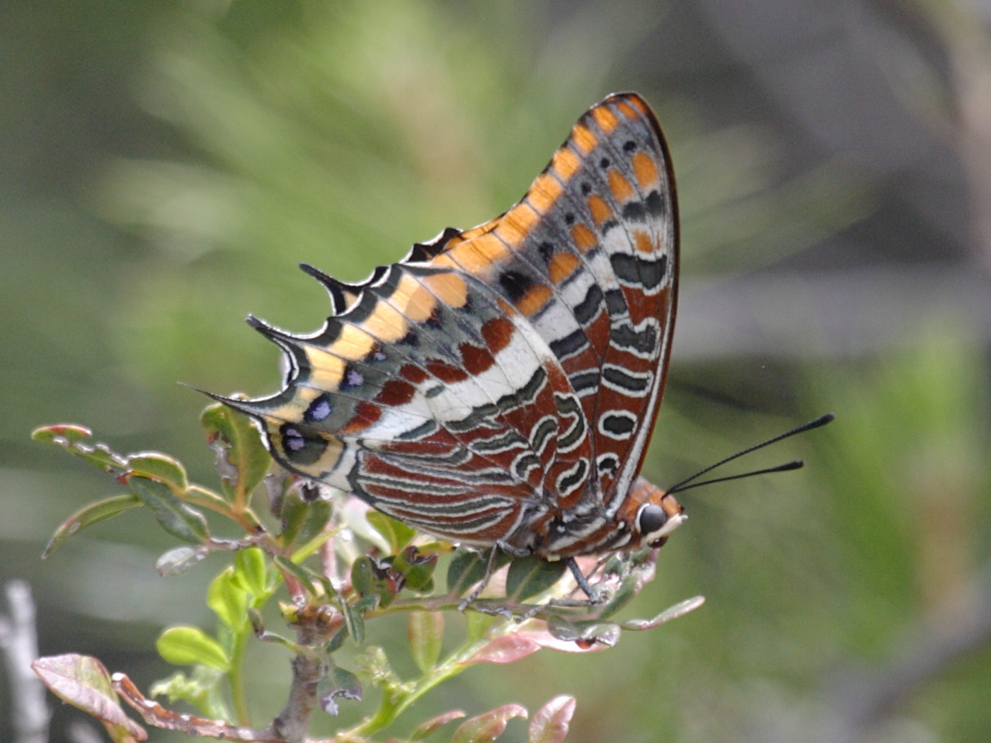 charaxes_jasius3bd