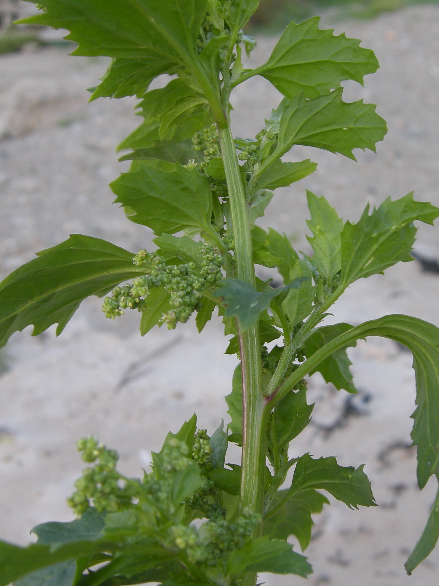 chenopodium_rubrum3md