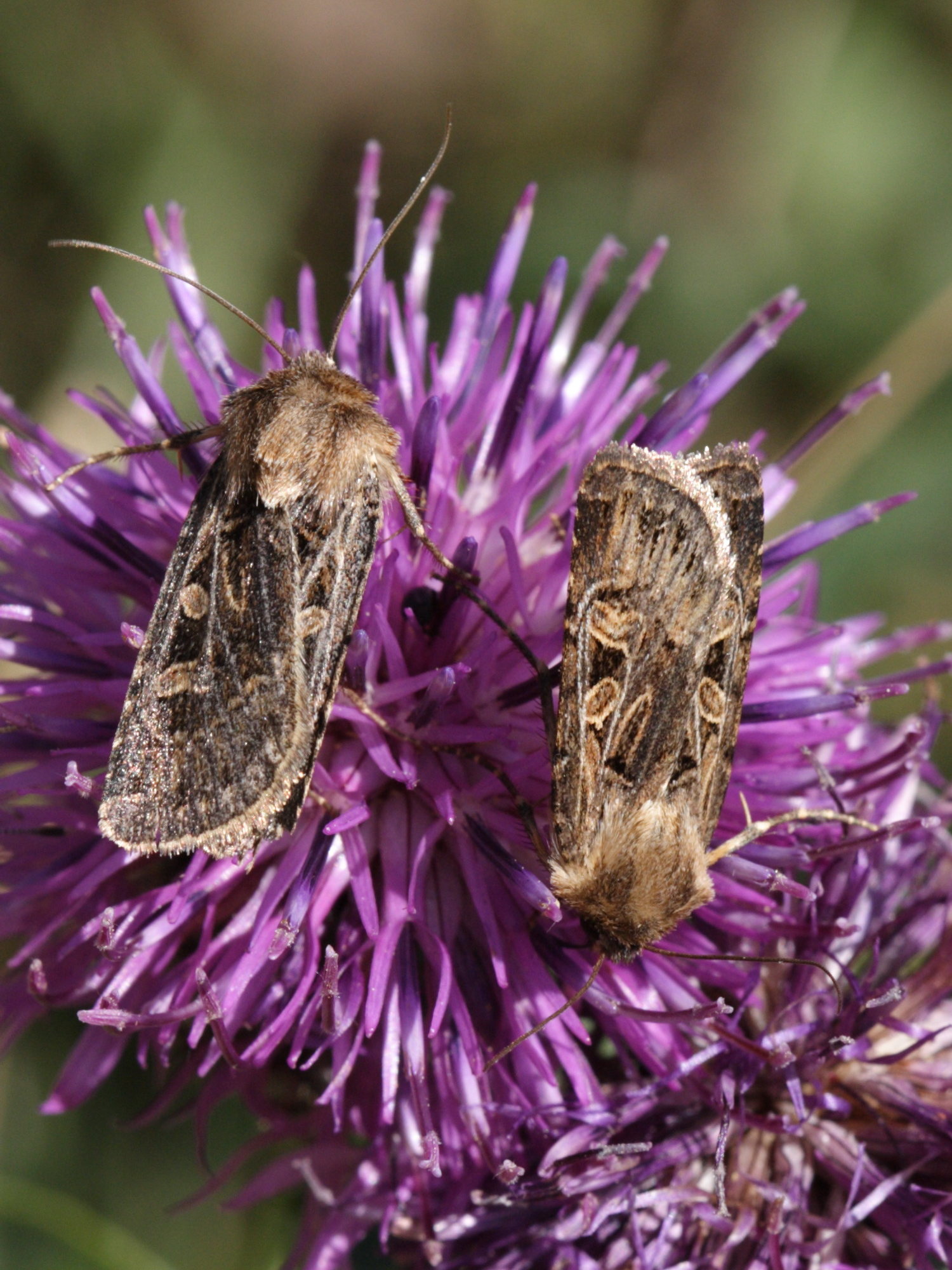 chersotis_alpestris1sd