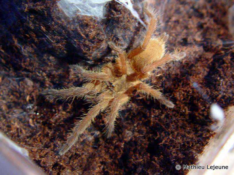 chilobrachys_andersoni3ml