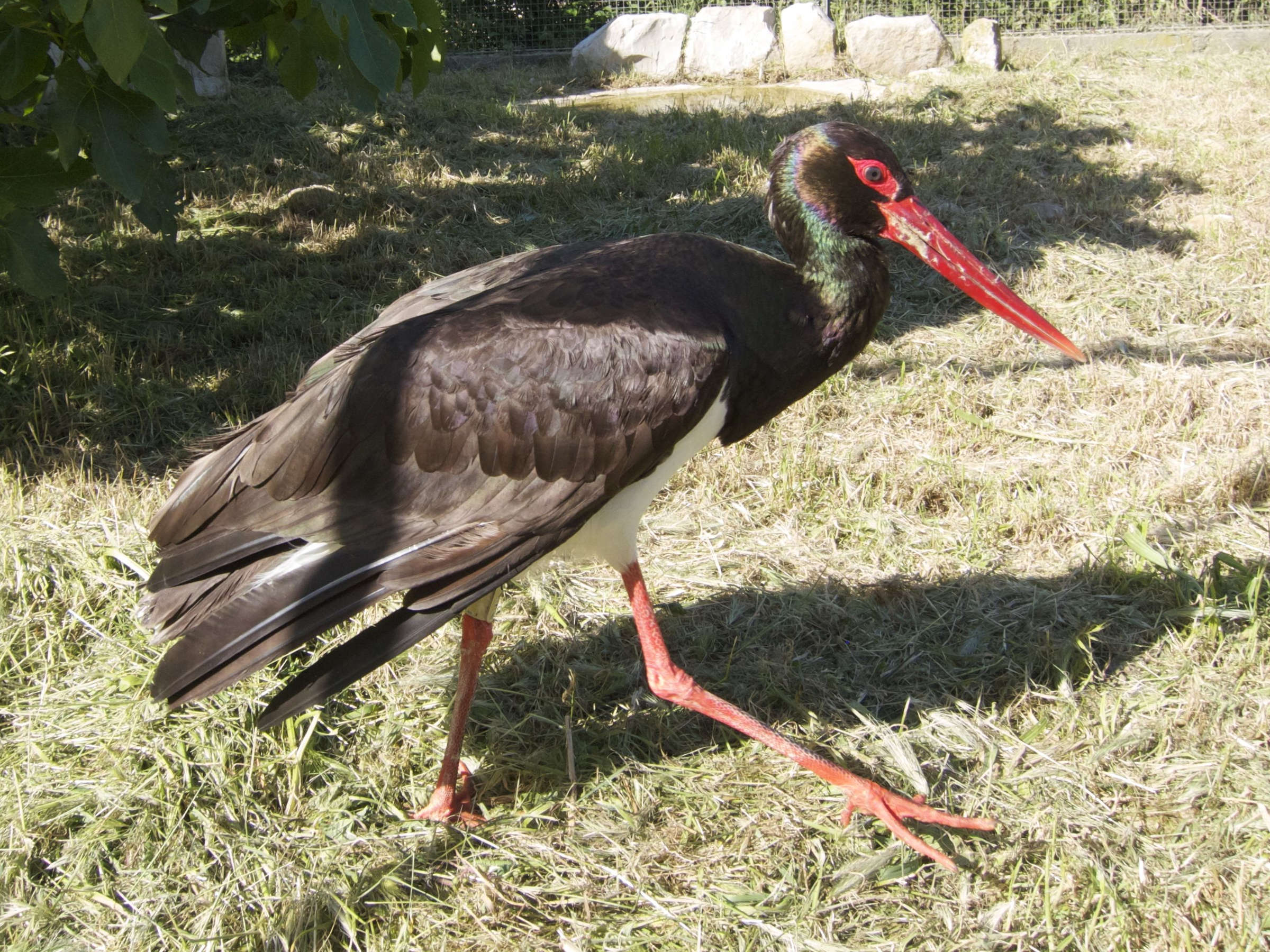 cigogne_noire_-_ciconia_nigra2bd