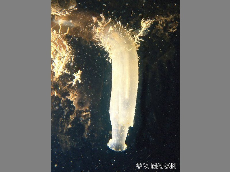 ciona_intestinalis1vm