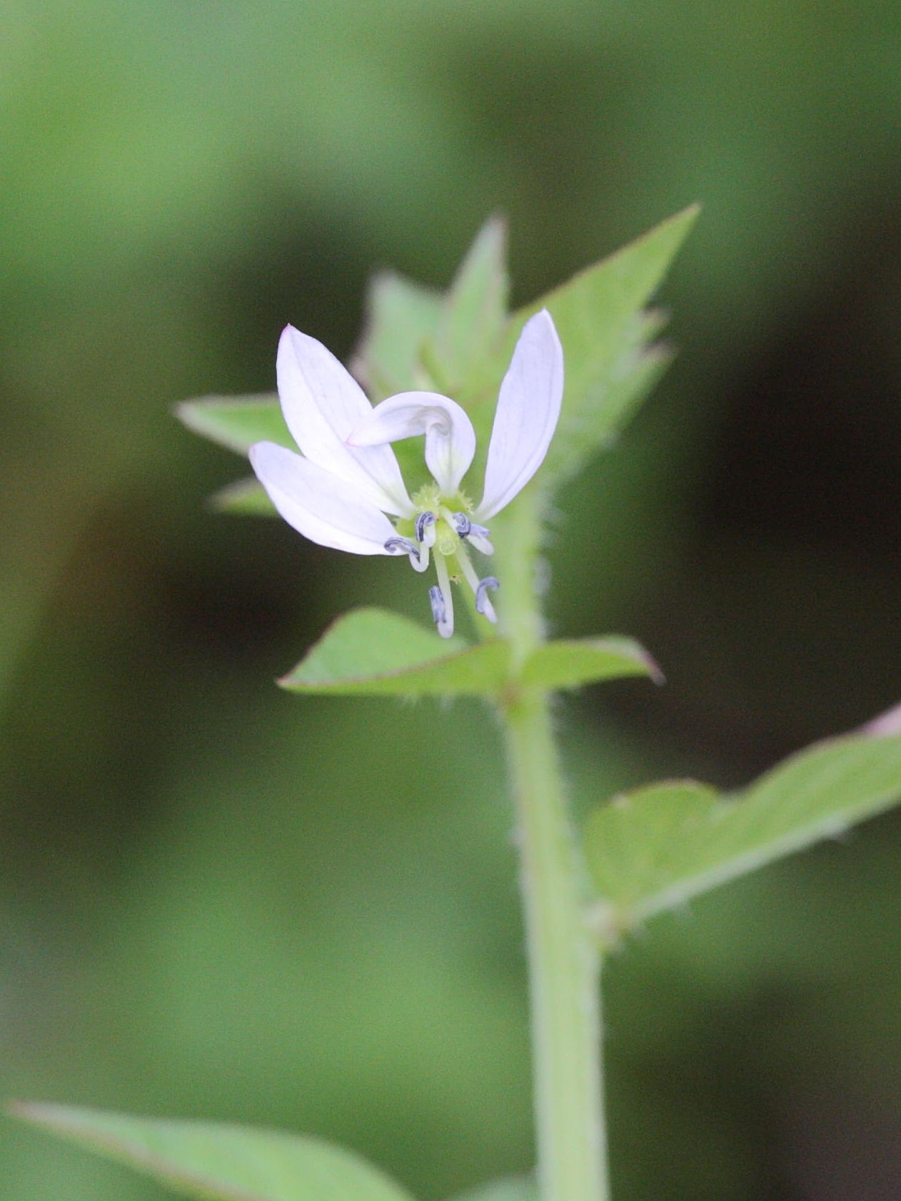 cleome_rutidosperma3md
