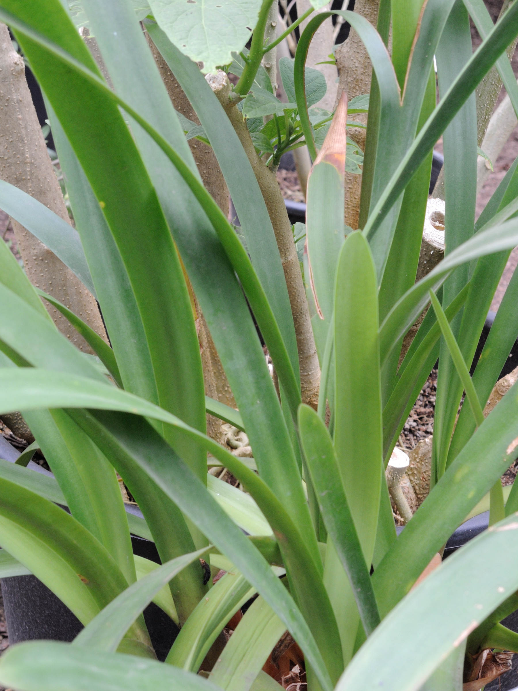 clivia_caulescens1md