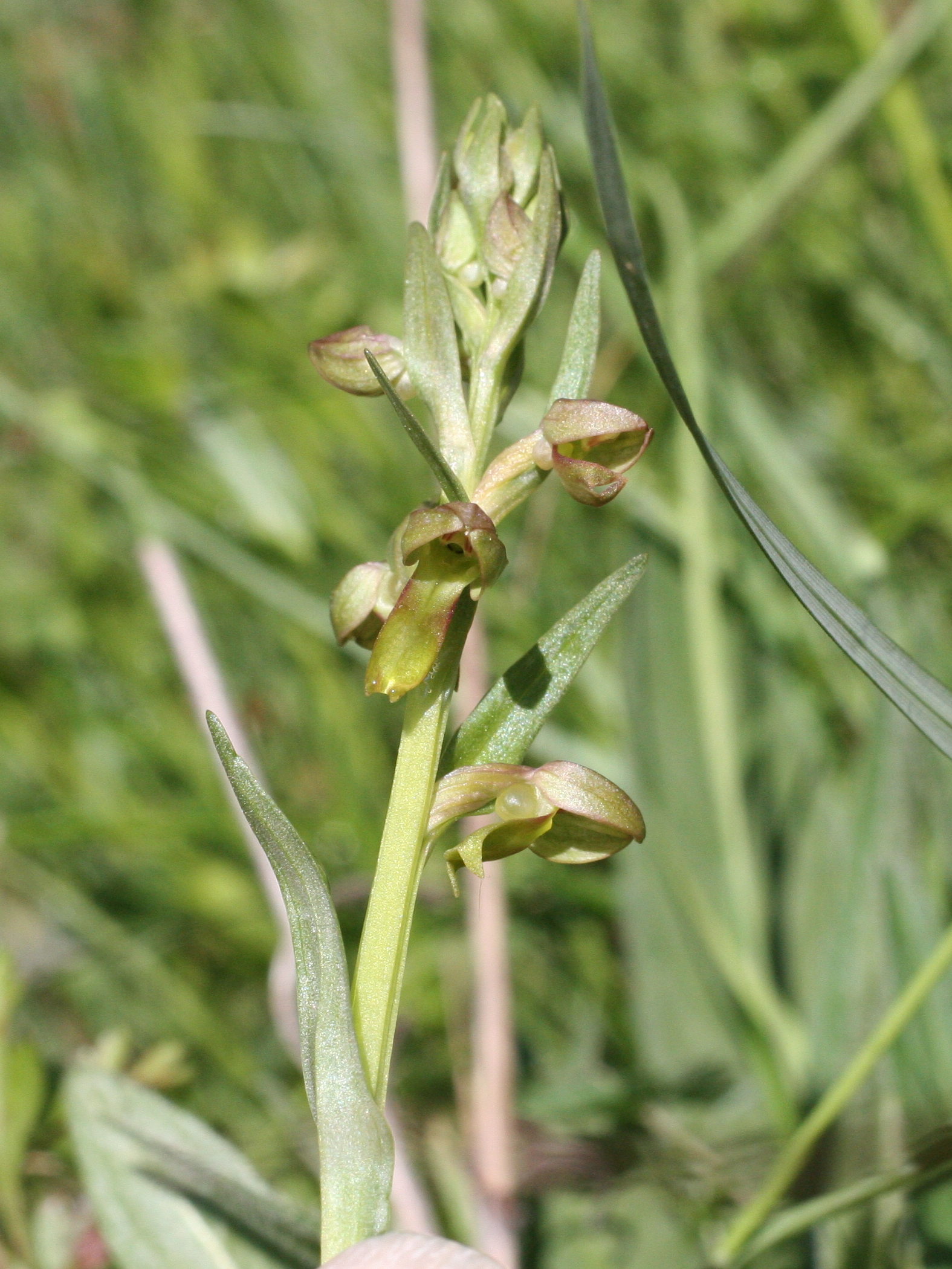 coeloglossum_viride2md