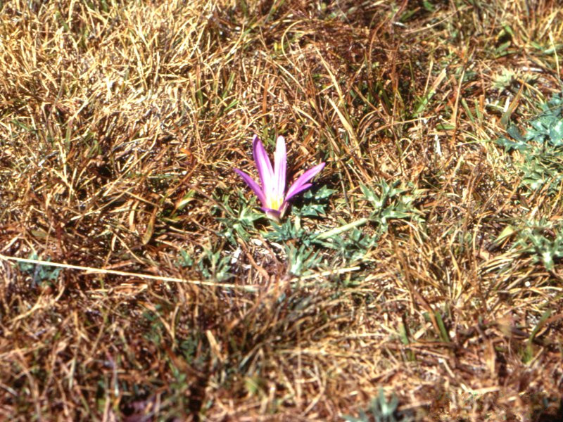colchicum_montanum1mcf