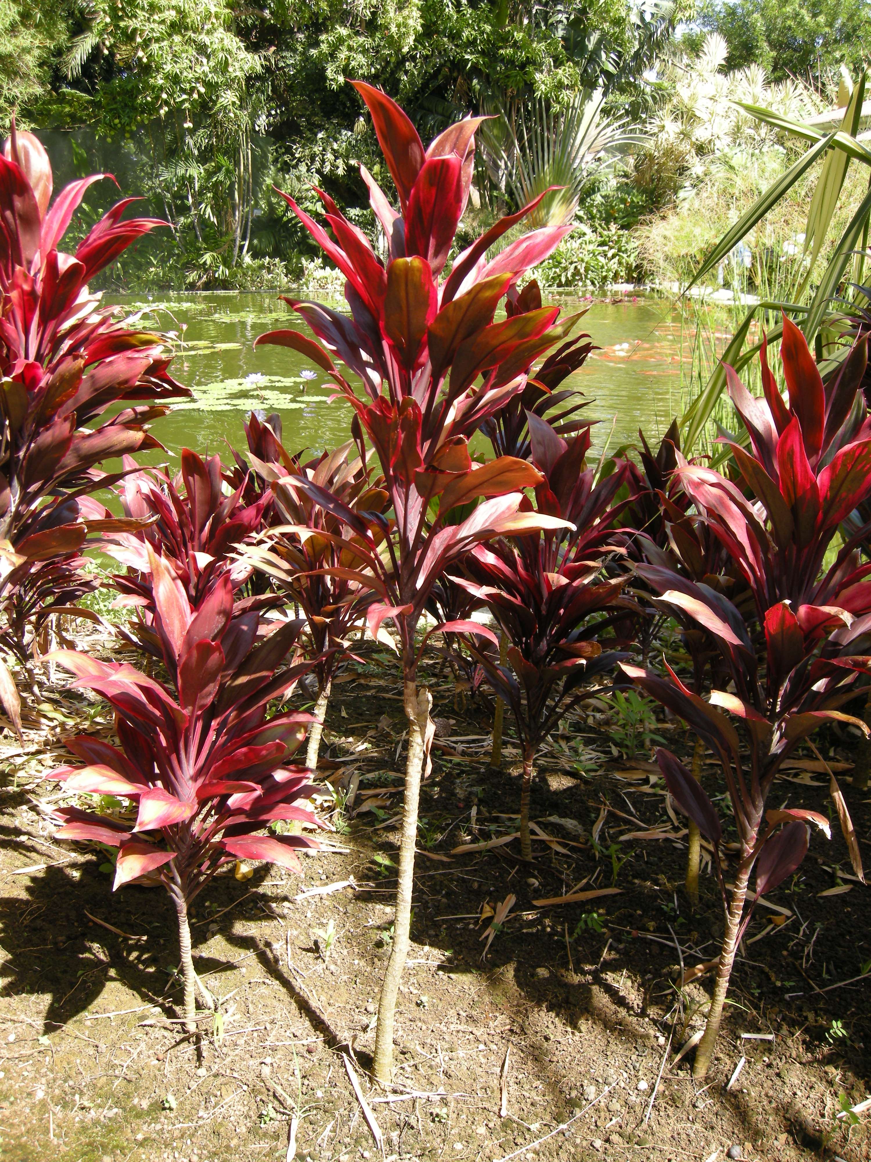 cordyline_fruticosa3md